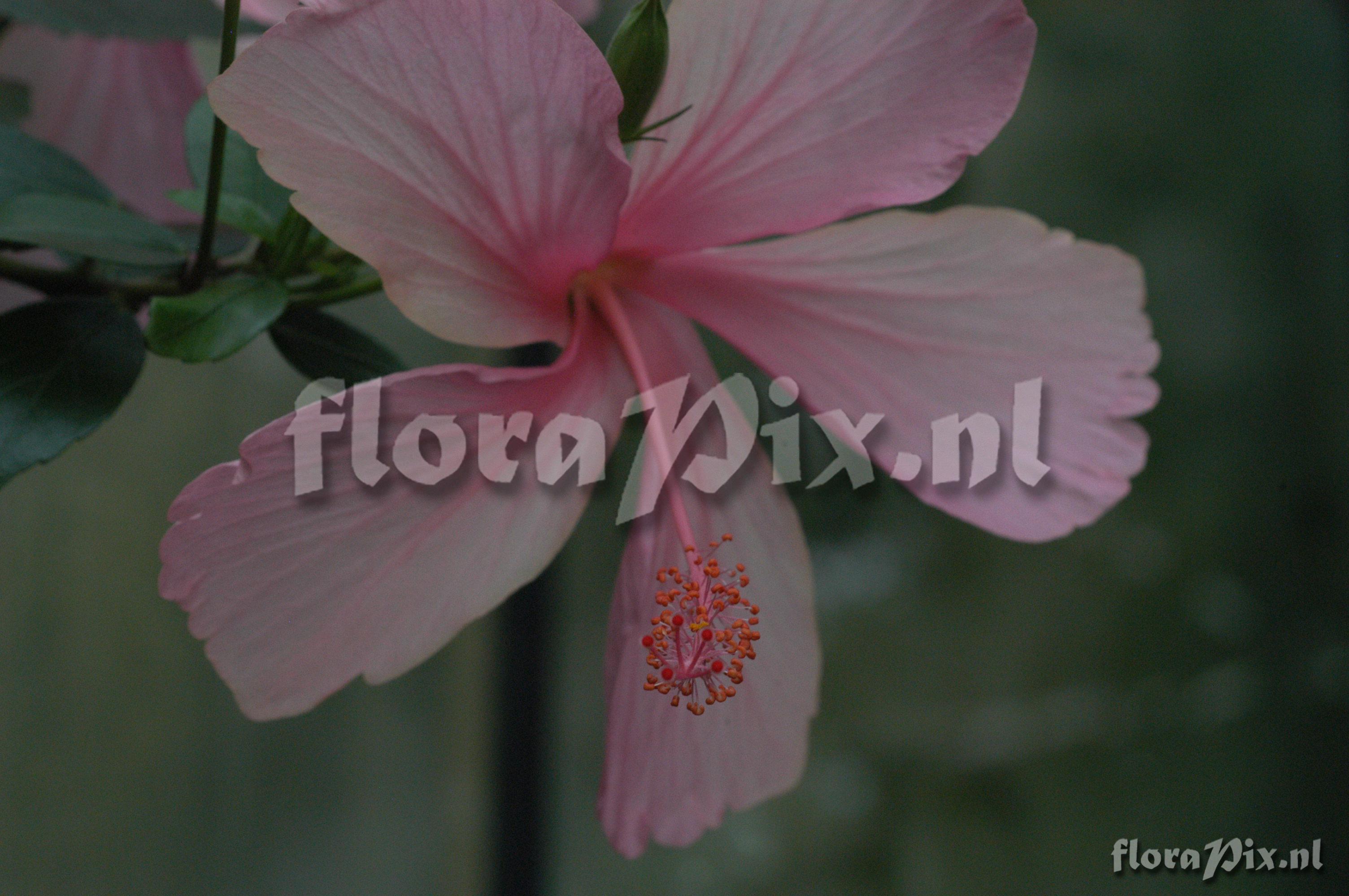 Hibiscus rosa-sinensis cv.