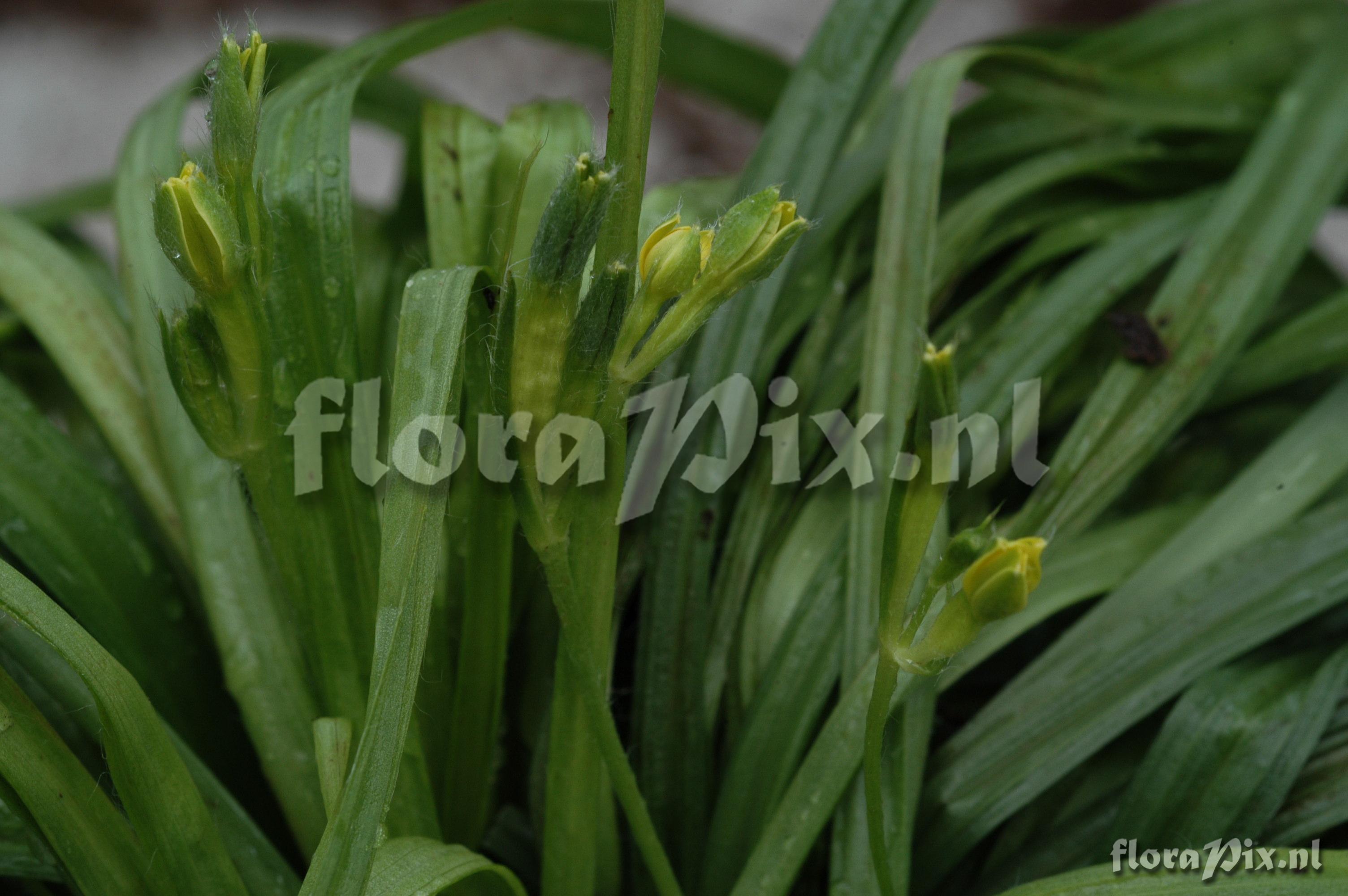 Tillandsia chiapensis EG263