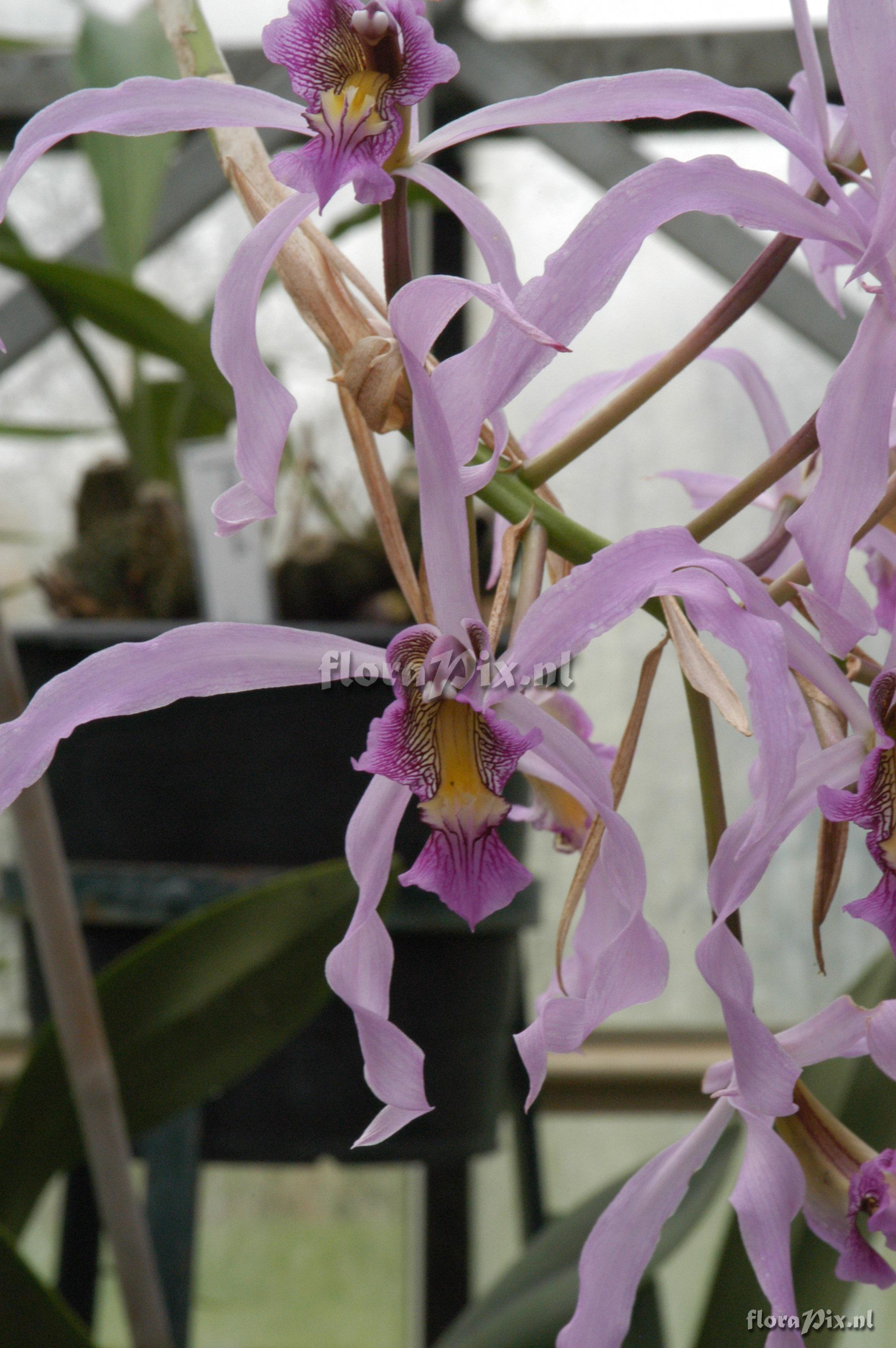 Laelia superbiens