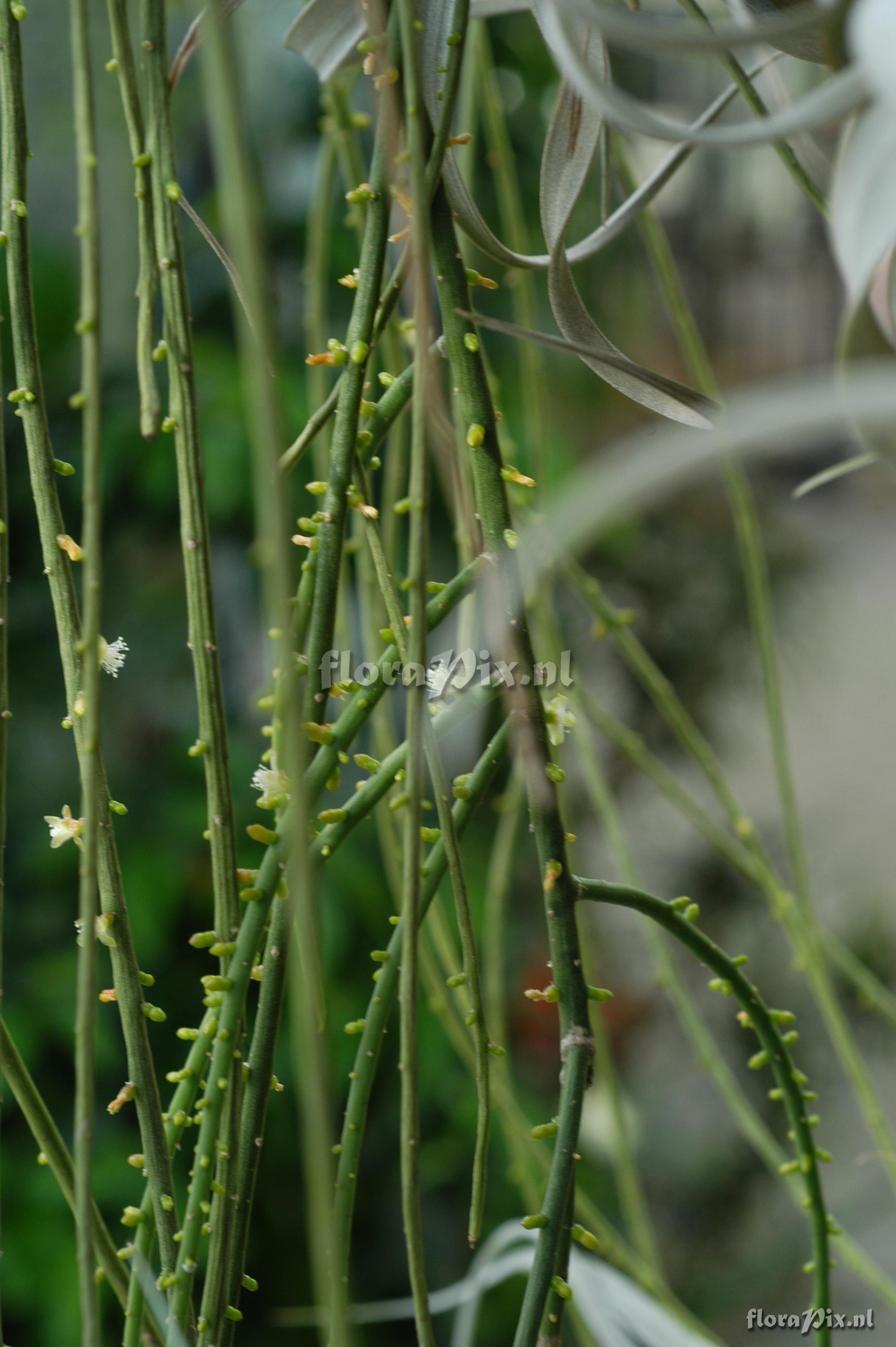 Rhipsalis aff sulcata