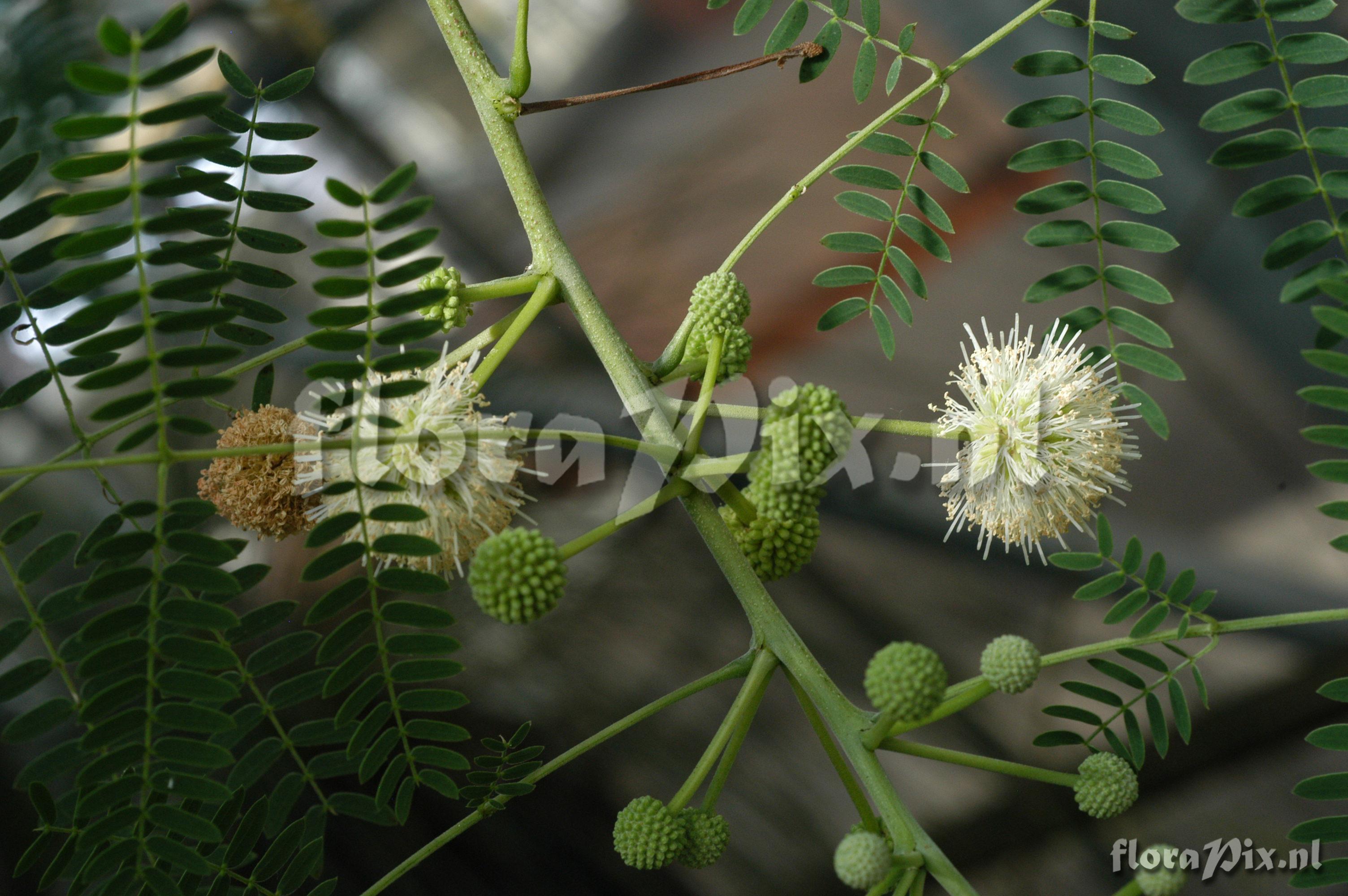 Leucaena leucocephala