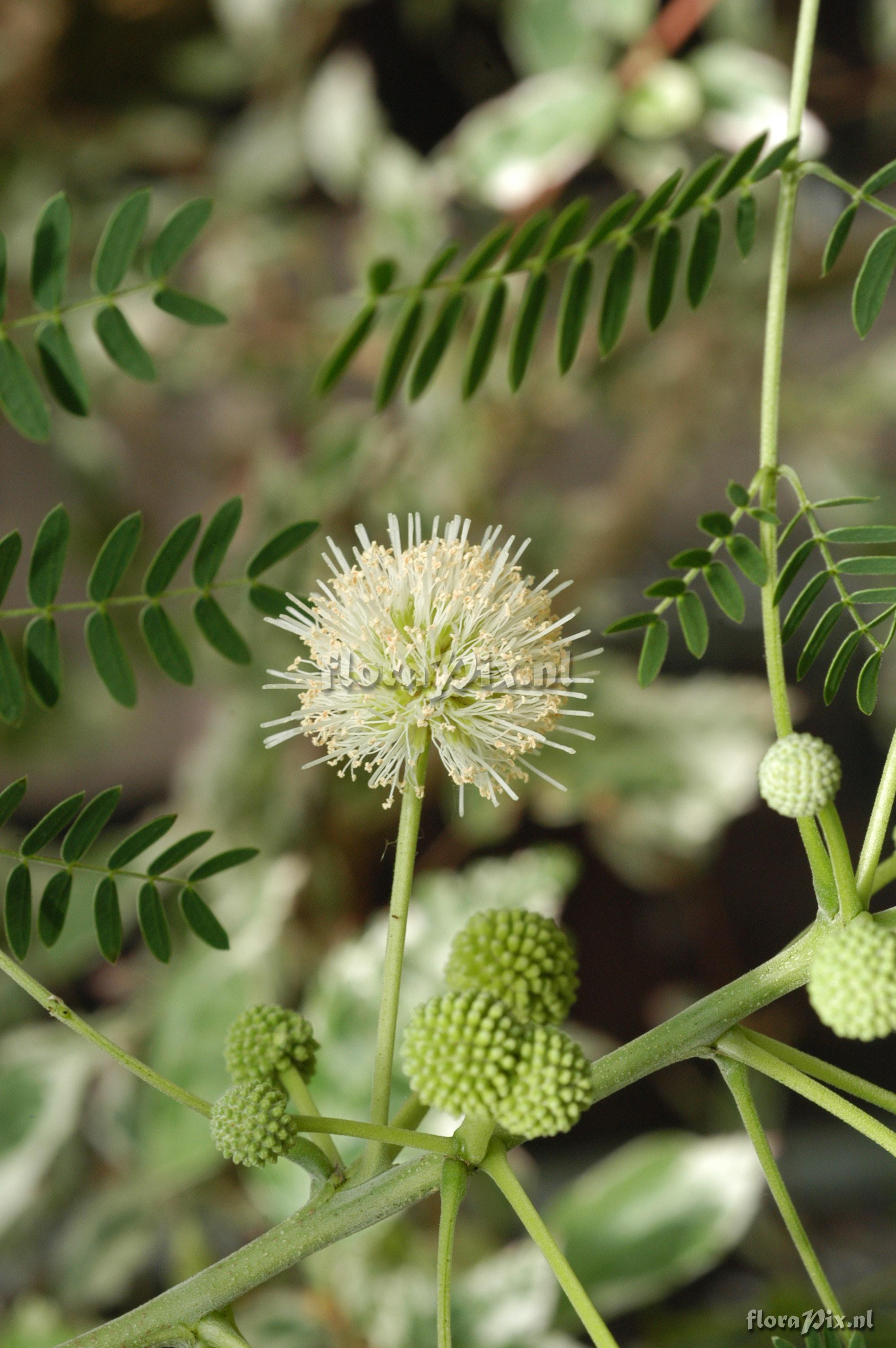 Leucaena leucocephala