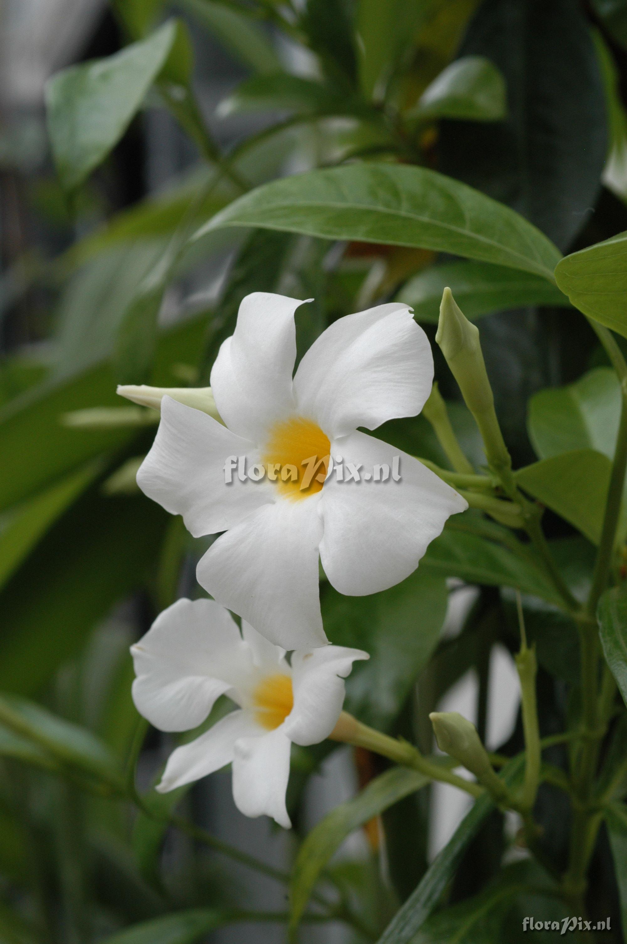 Mandevilla boliviensis