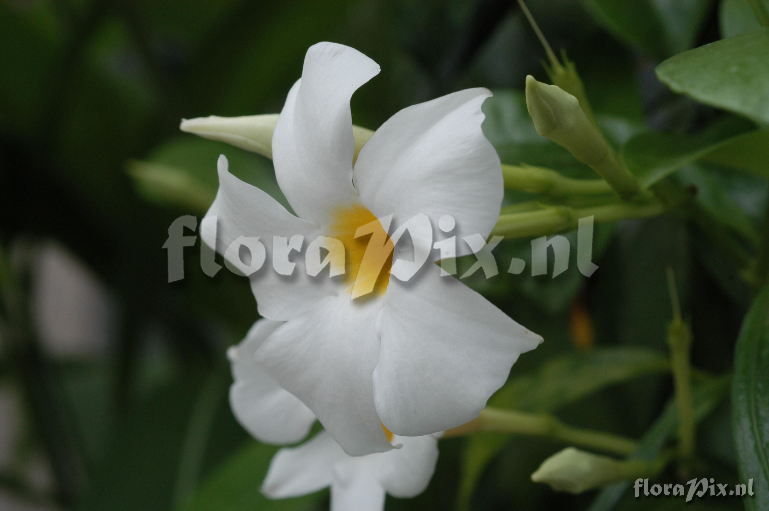 Mandevilla boliviensis