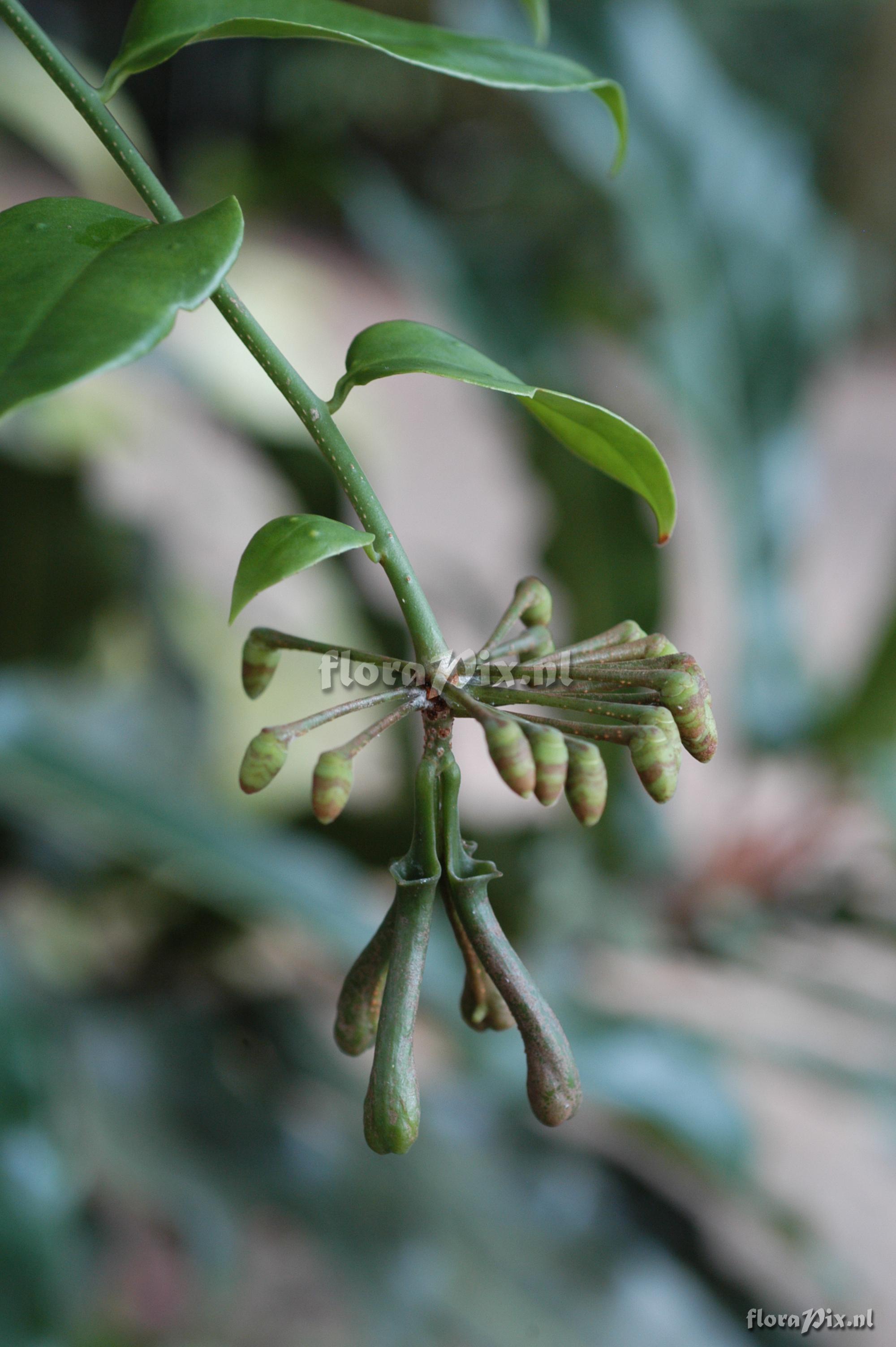 Marcgravia umbellata