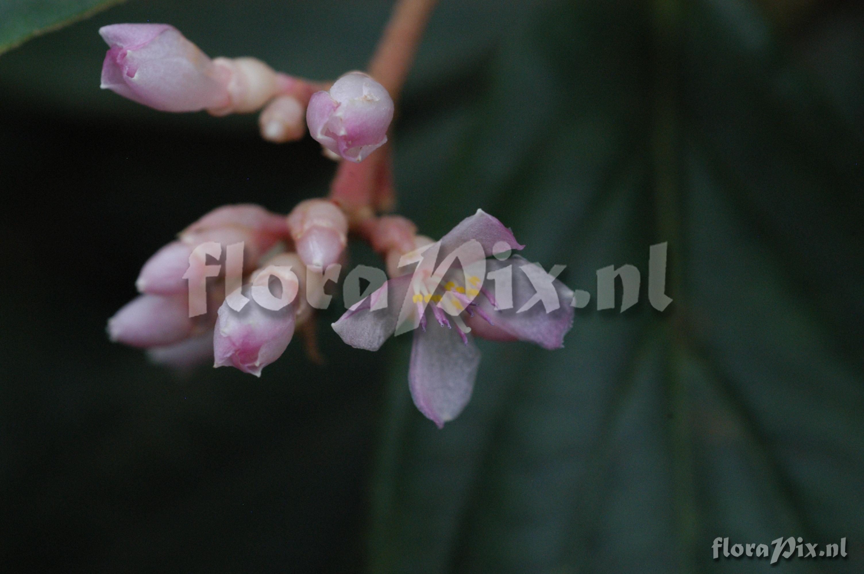 Medinilla venosa