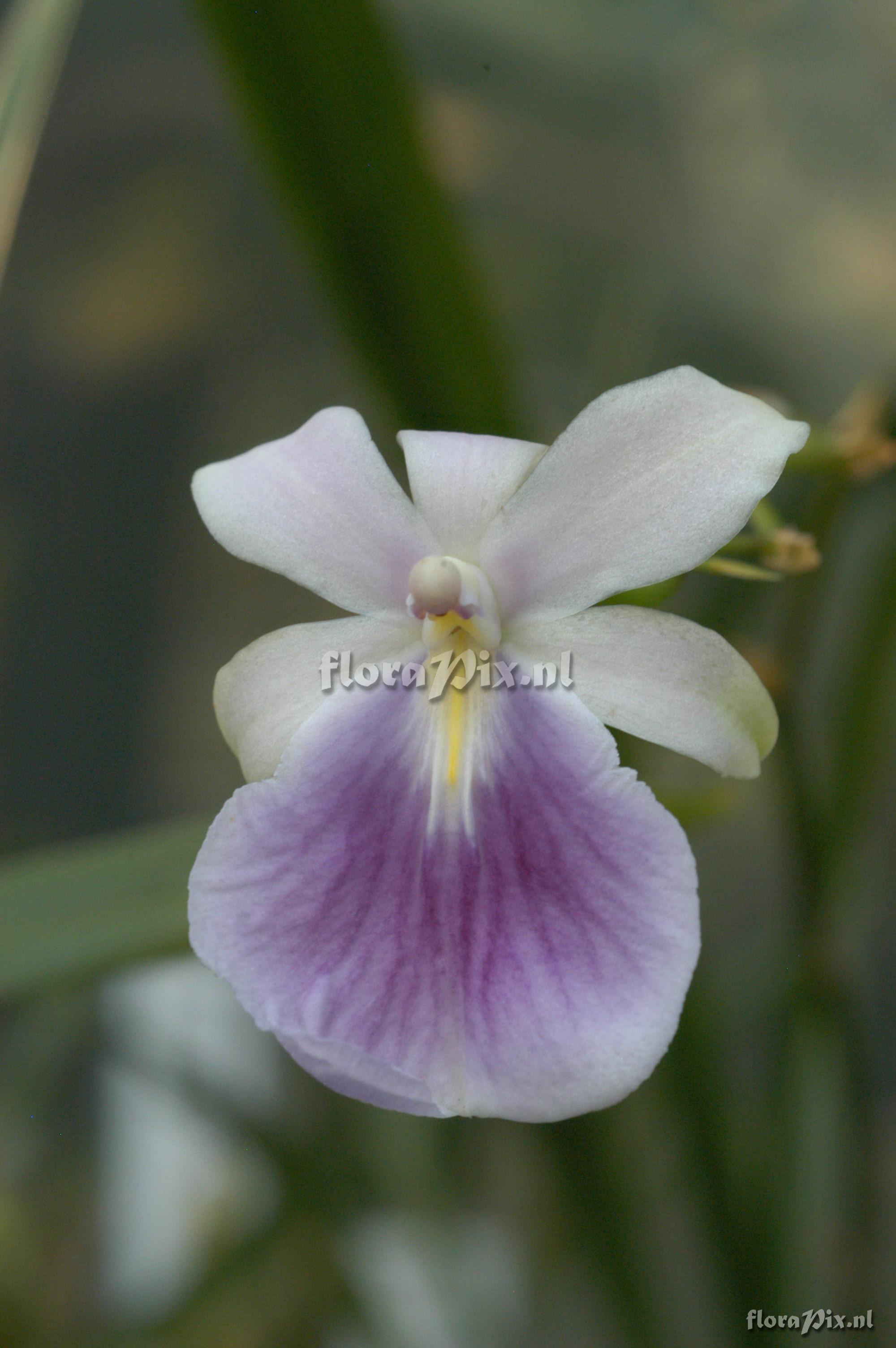 Miltonia regnellii