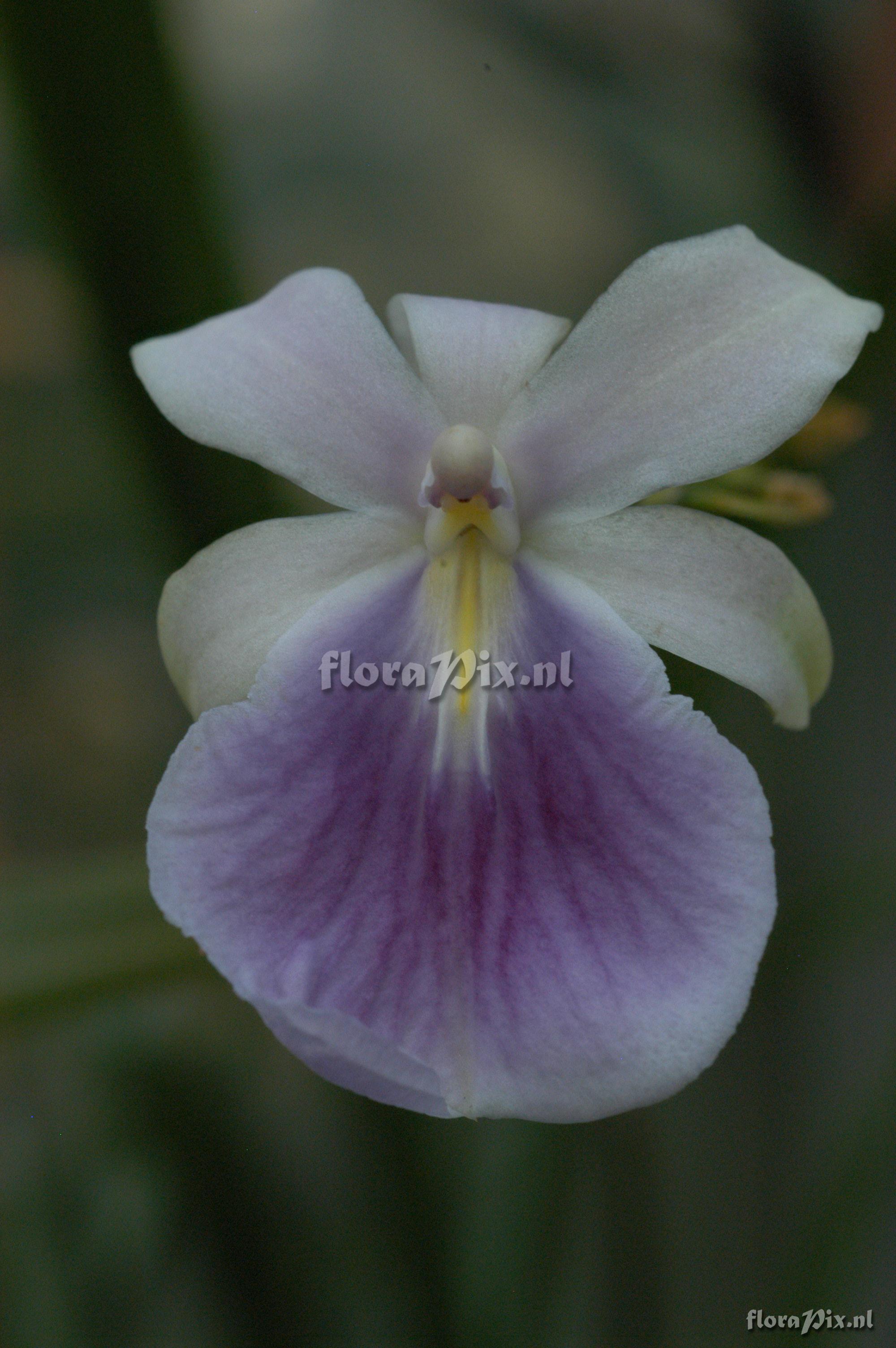 Miltonia regnellii