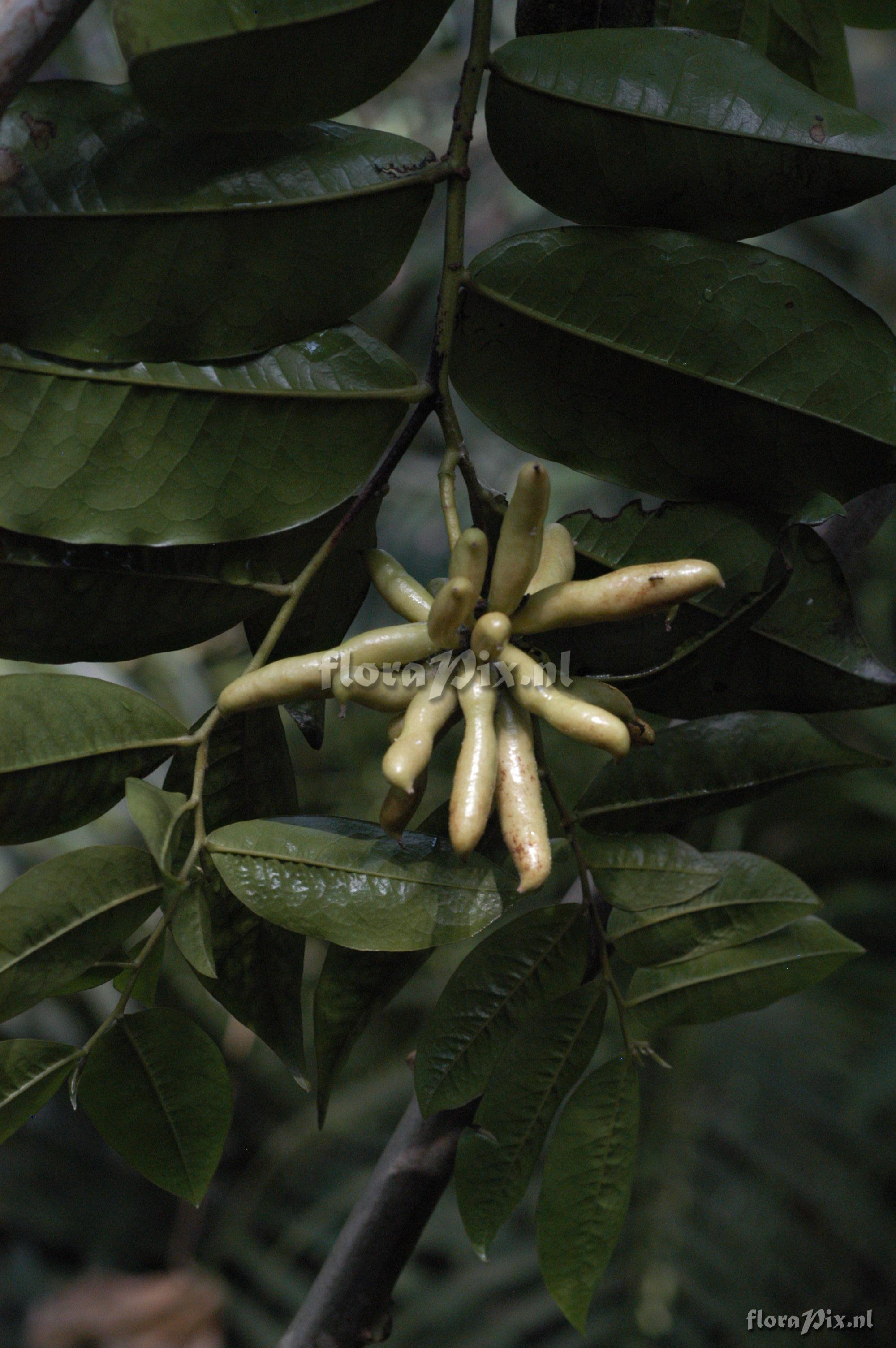 Mkilua fragrans