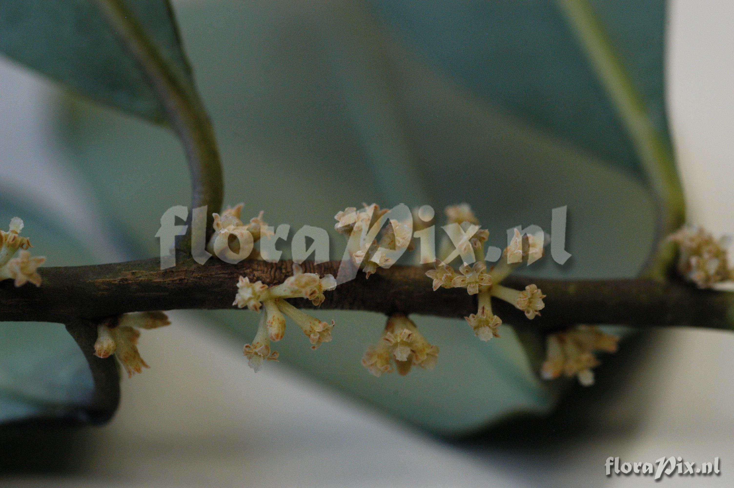 Tillandsia heteromorpha 2007GR01156