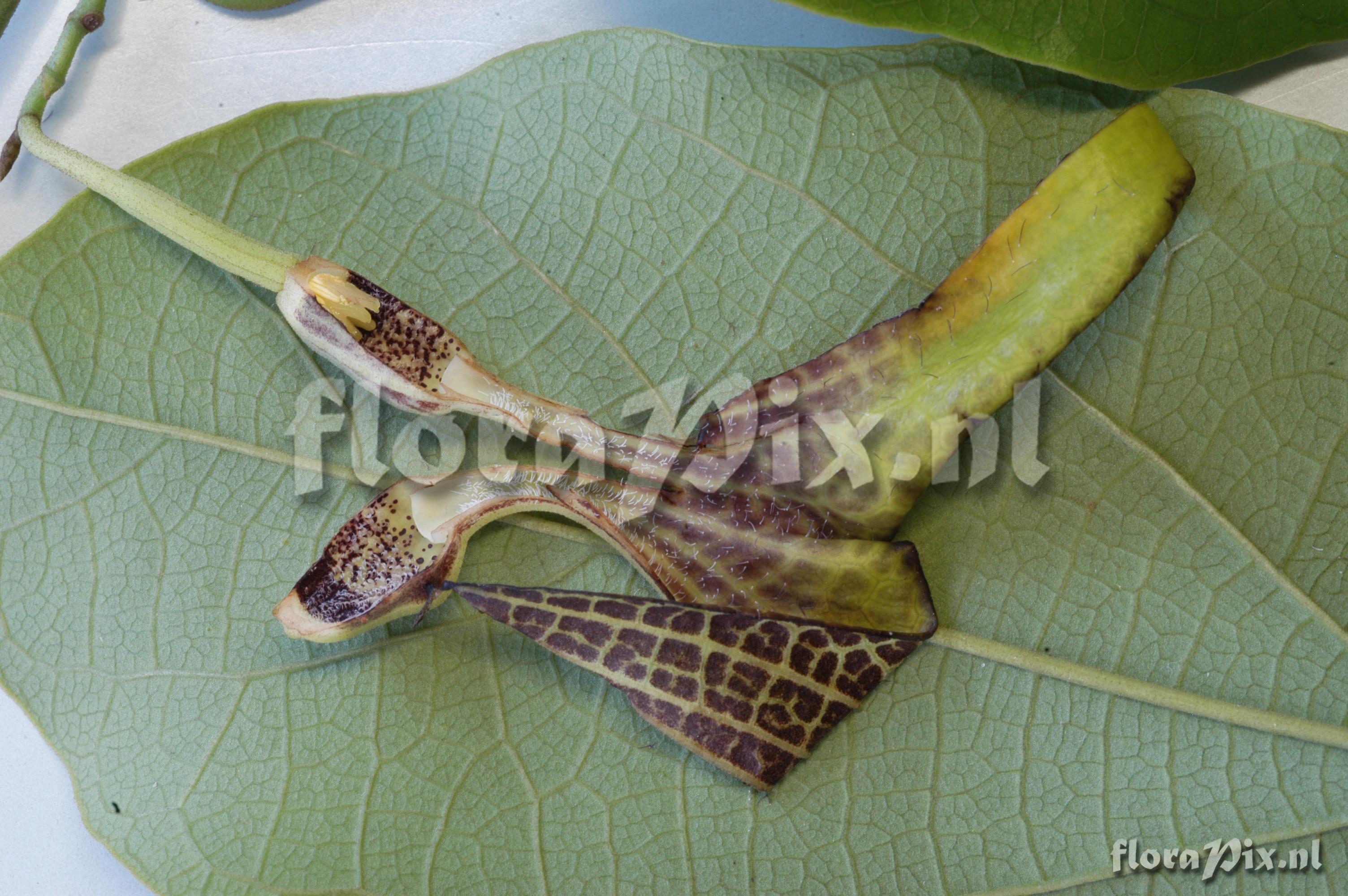 Aristolochia spec.