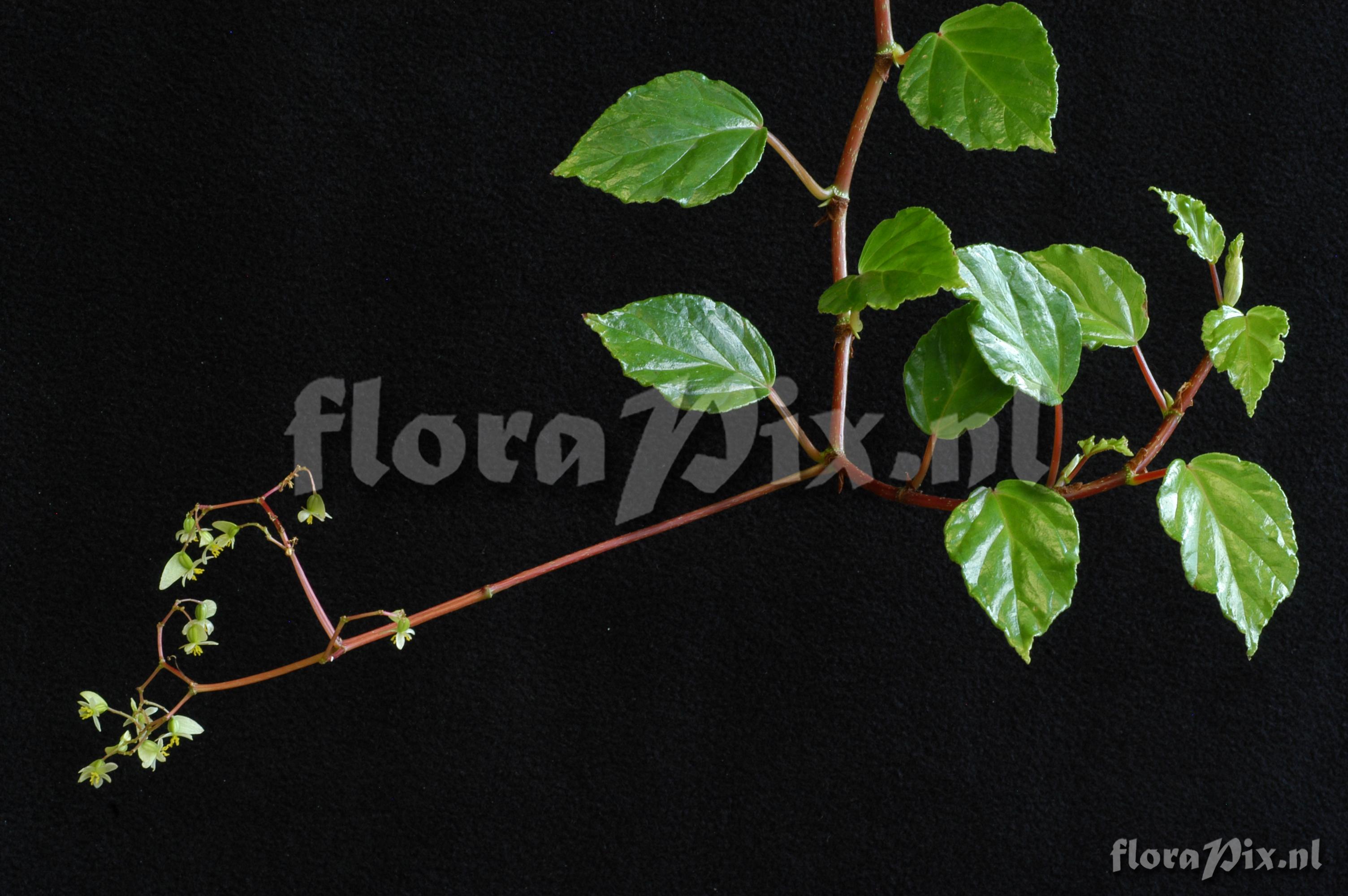 Begonia glabra