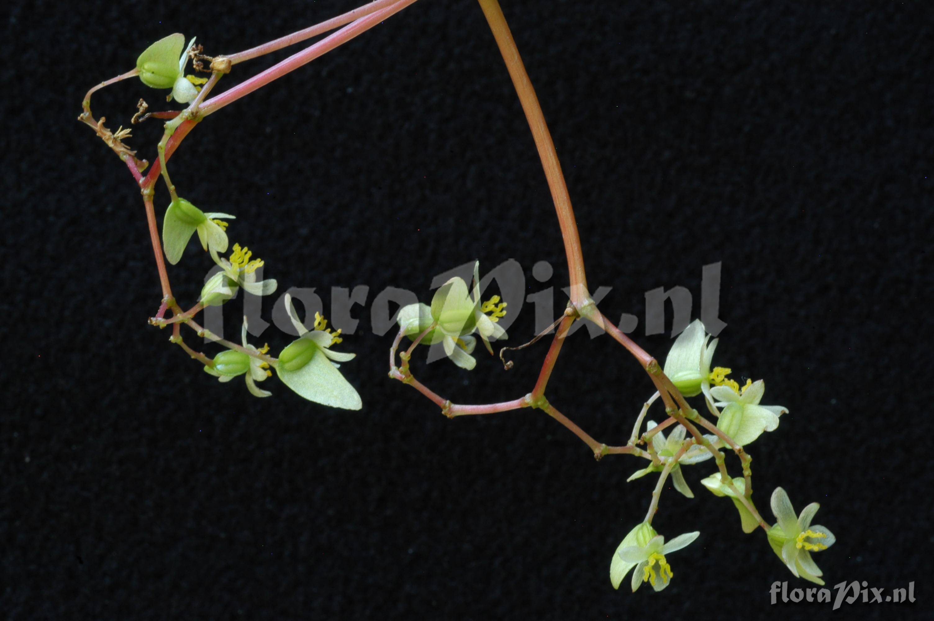 Begonia glabra