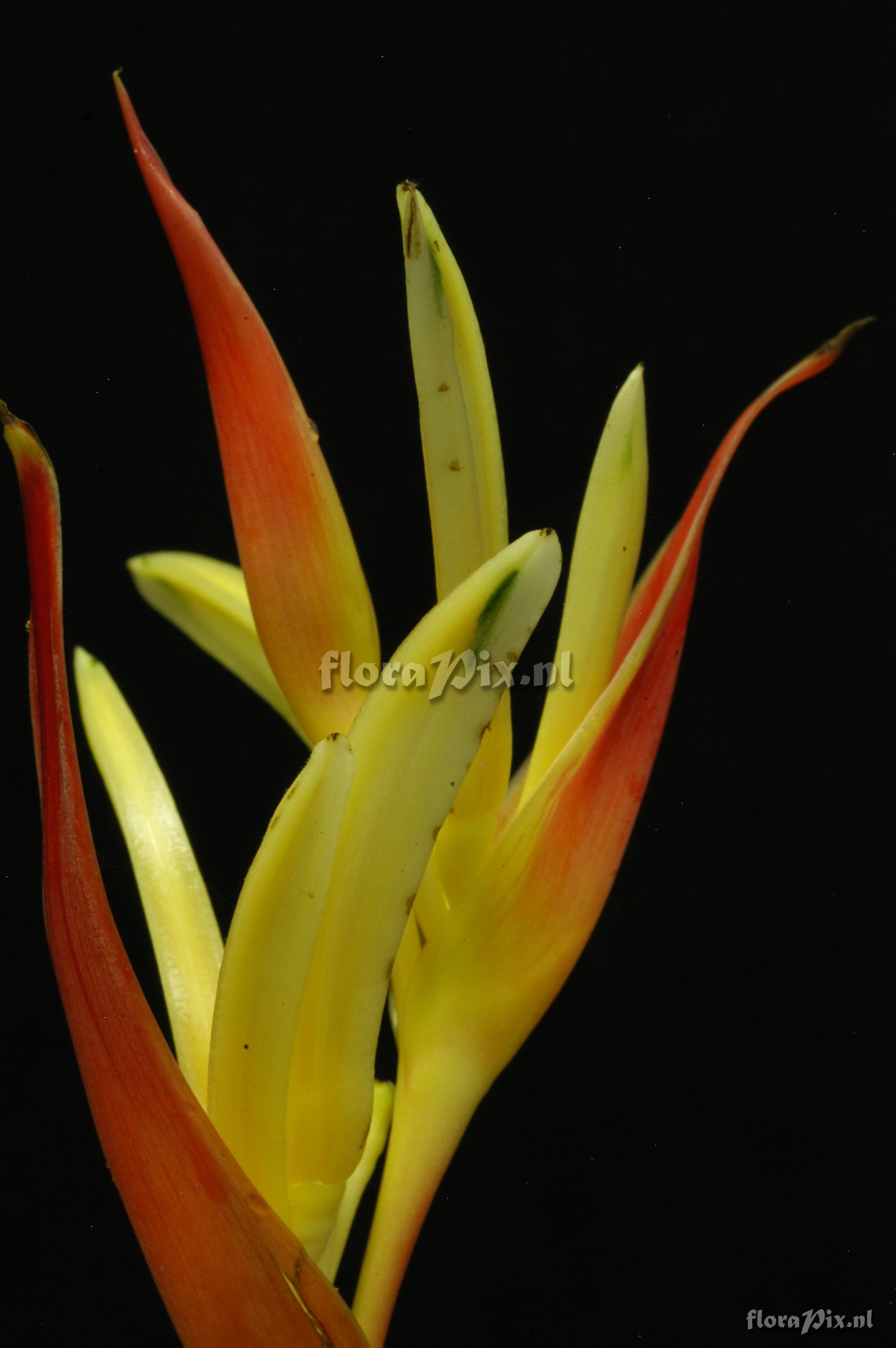 Heliconia psittacorum