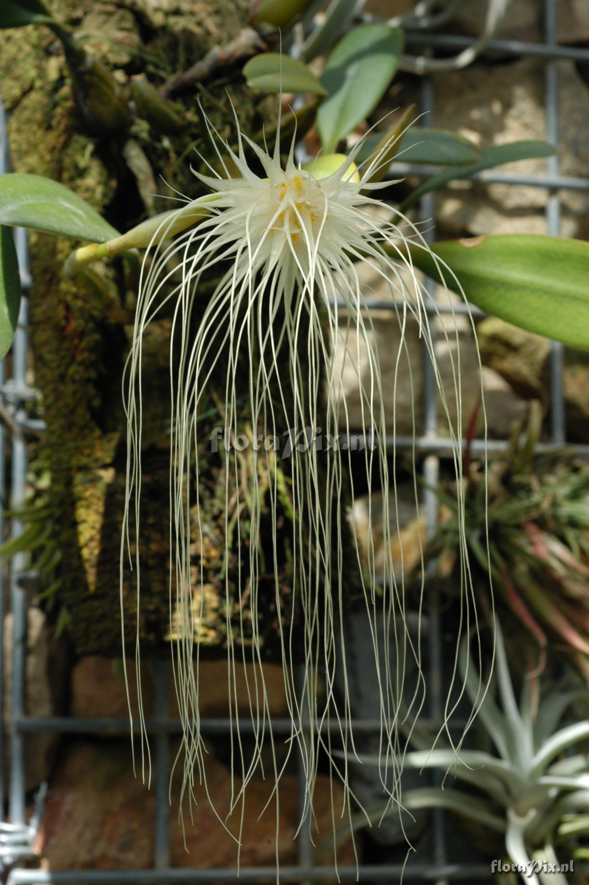 Bulbophyllum medusae