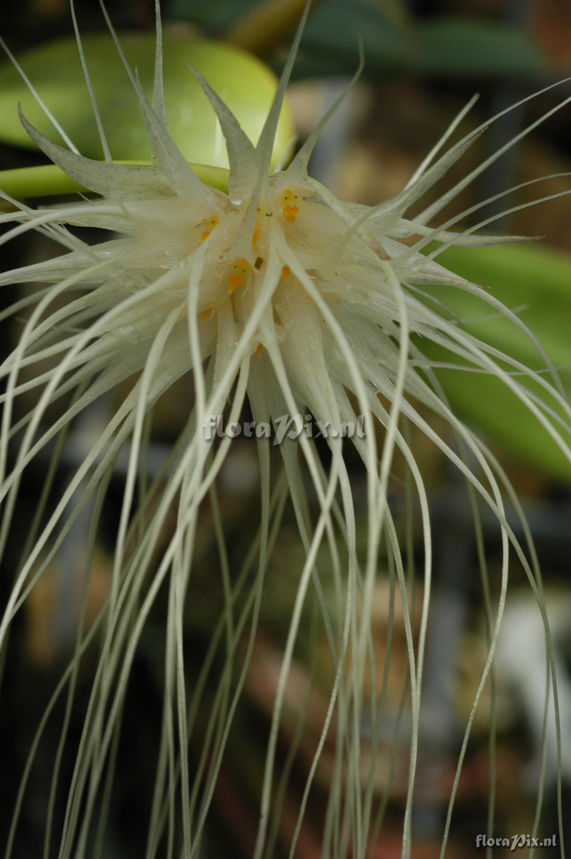 Bulbophyllum medusae