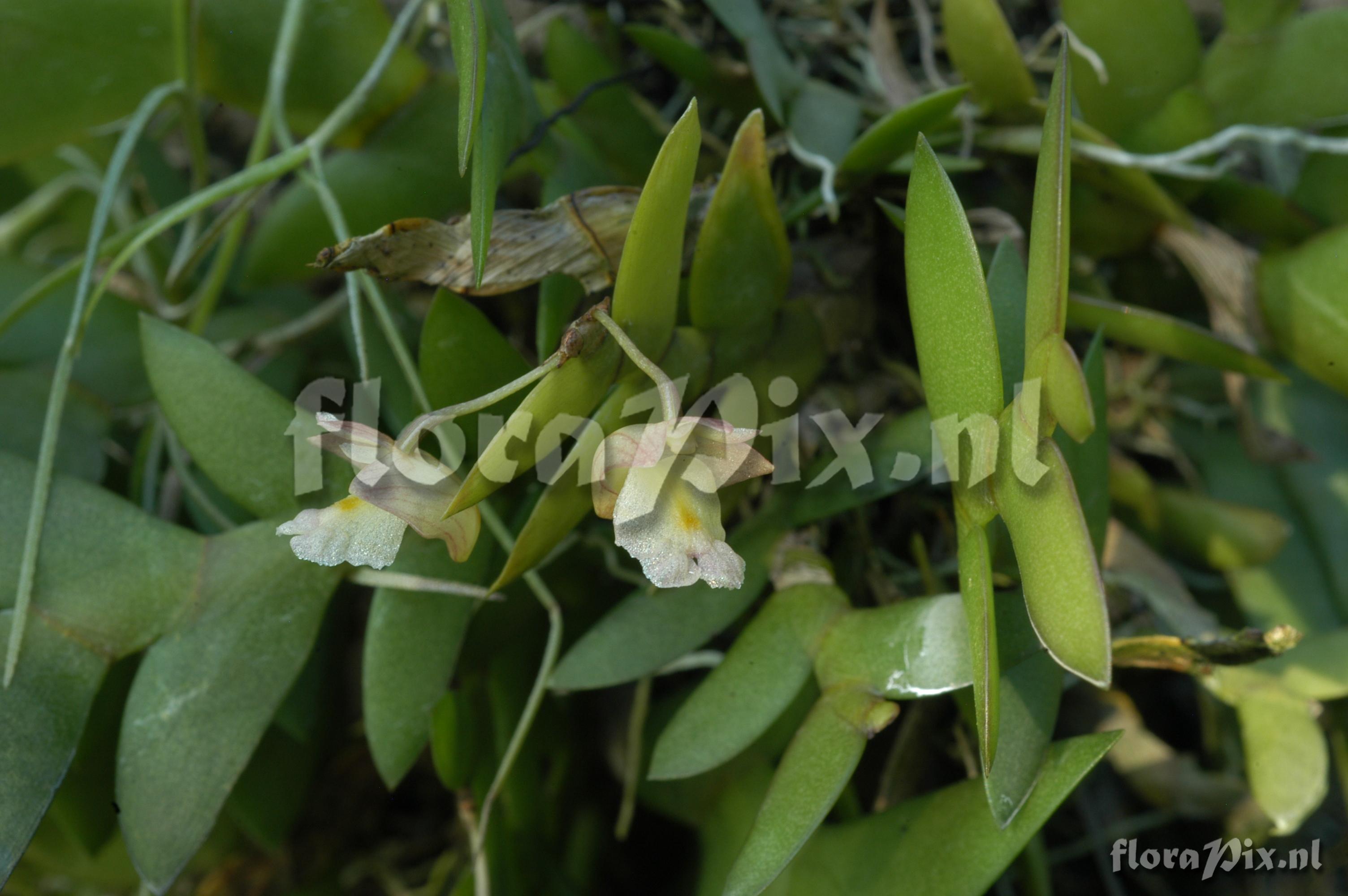 Dendrobium lobulatum