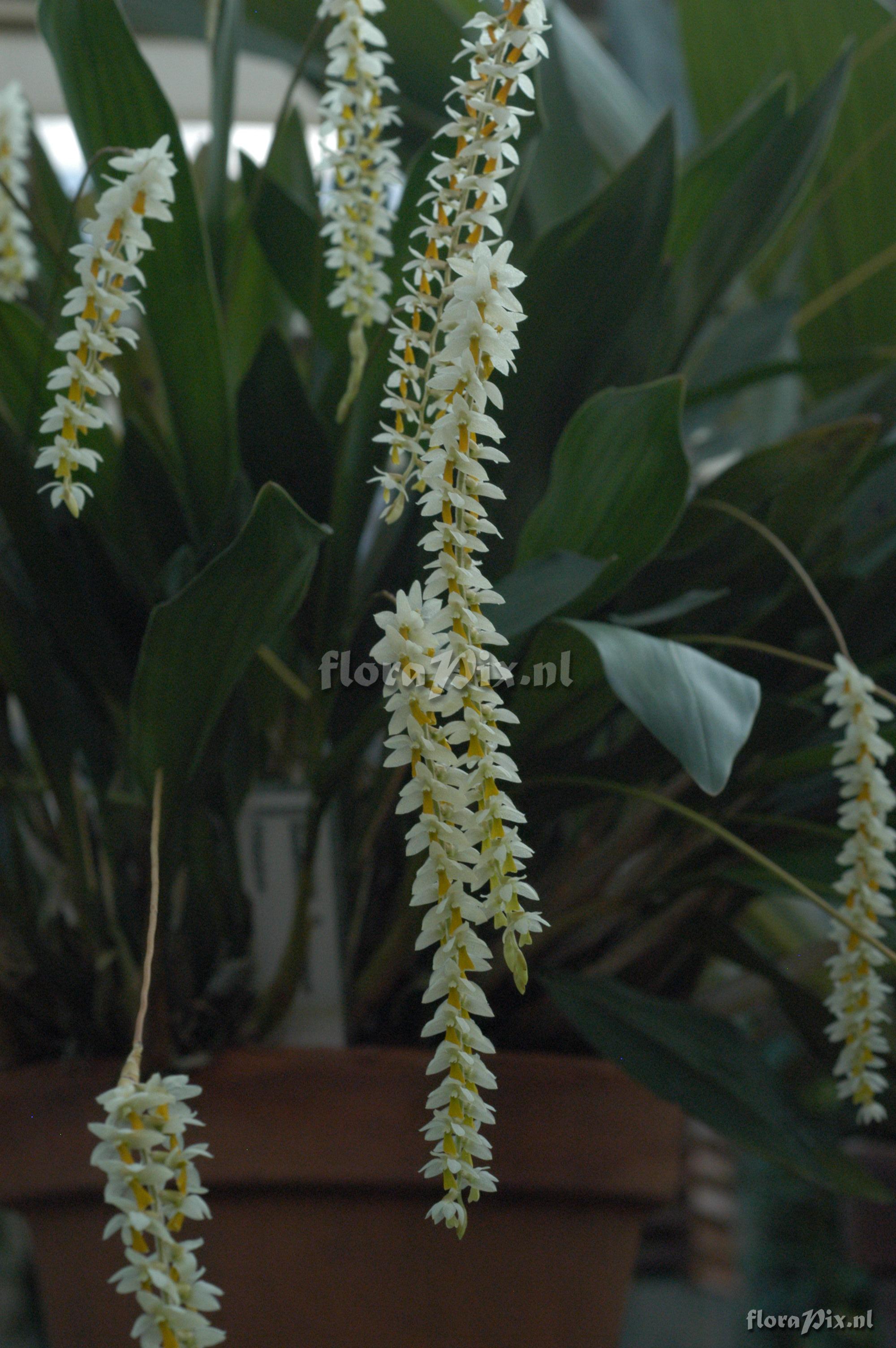 Dendrochilum cobbianum