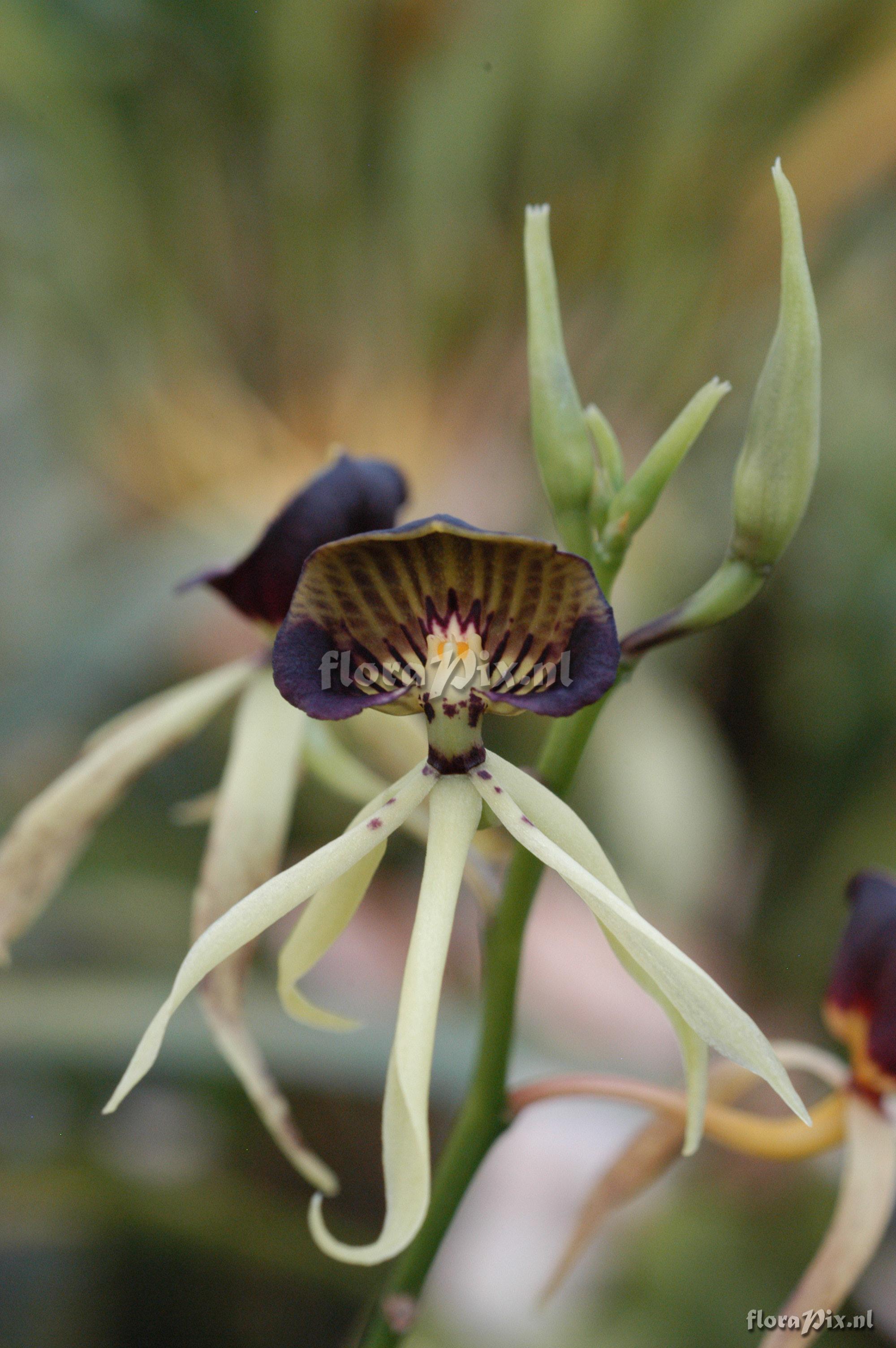 Encyclia cochleata