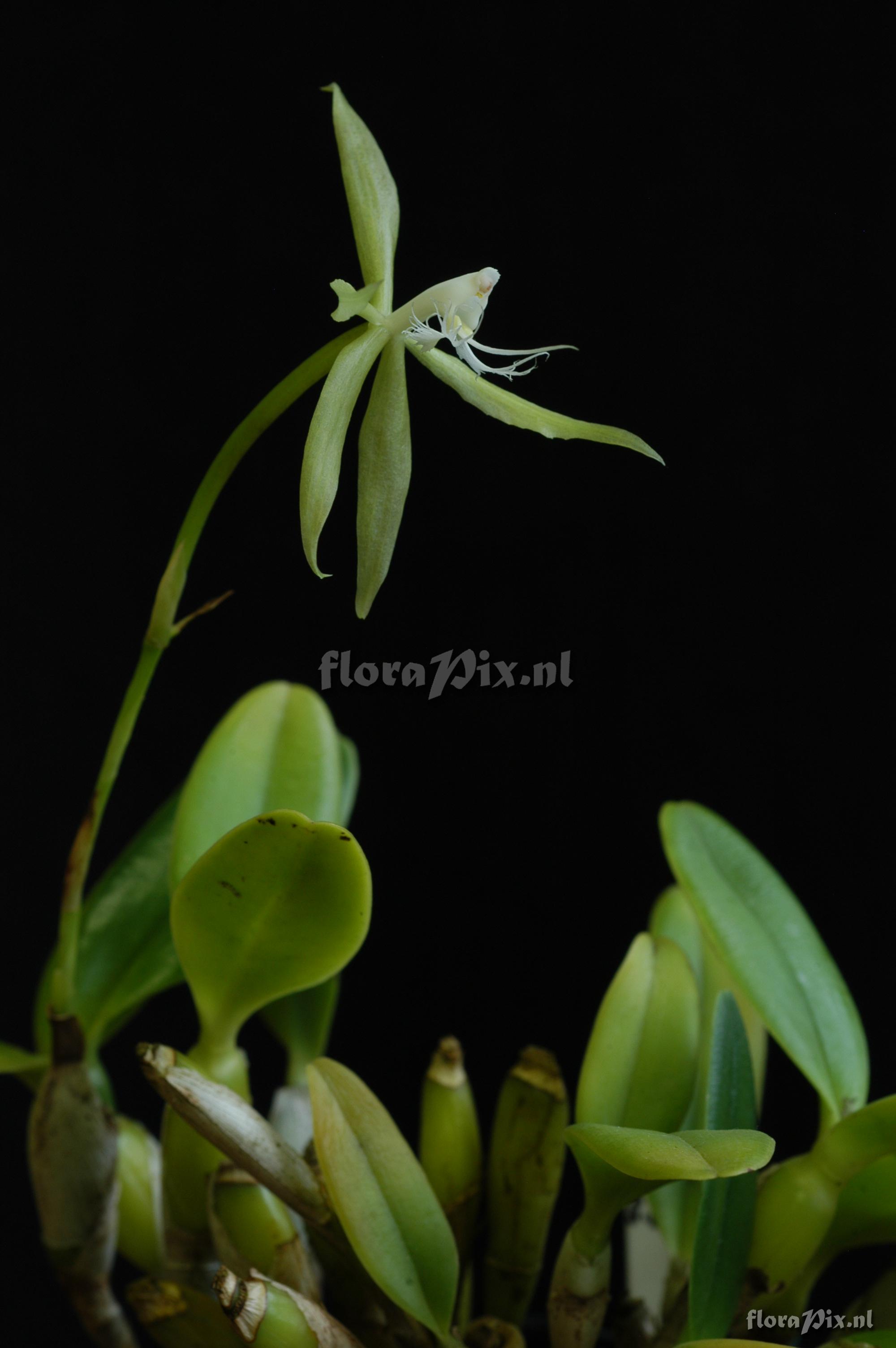 Epidendrum ciliare var. typicum