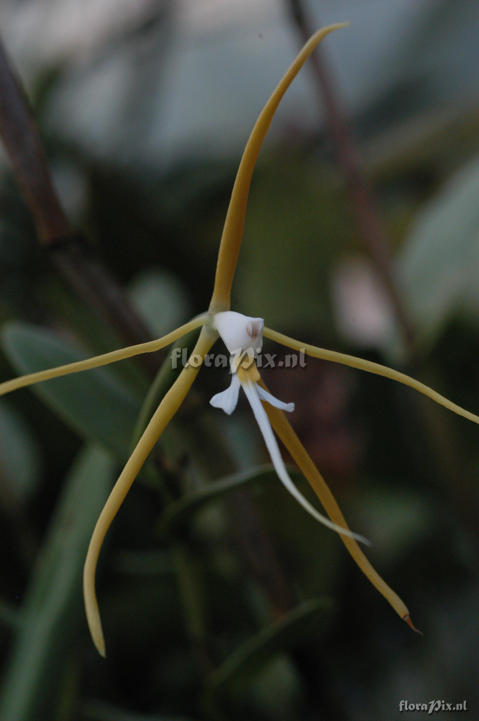 Epidendrum nocturnum