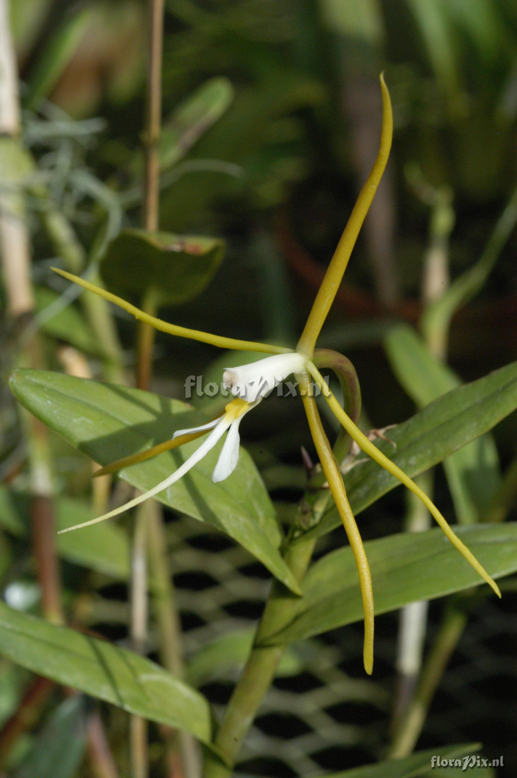 Epidendrum nocturnum