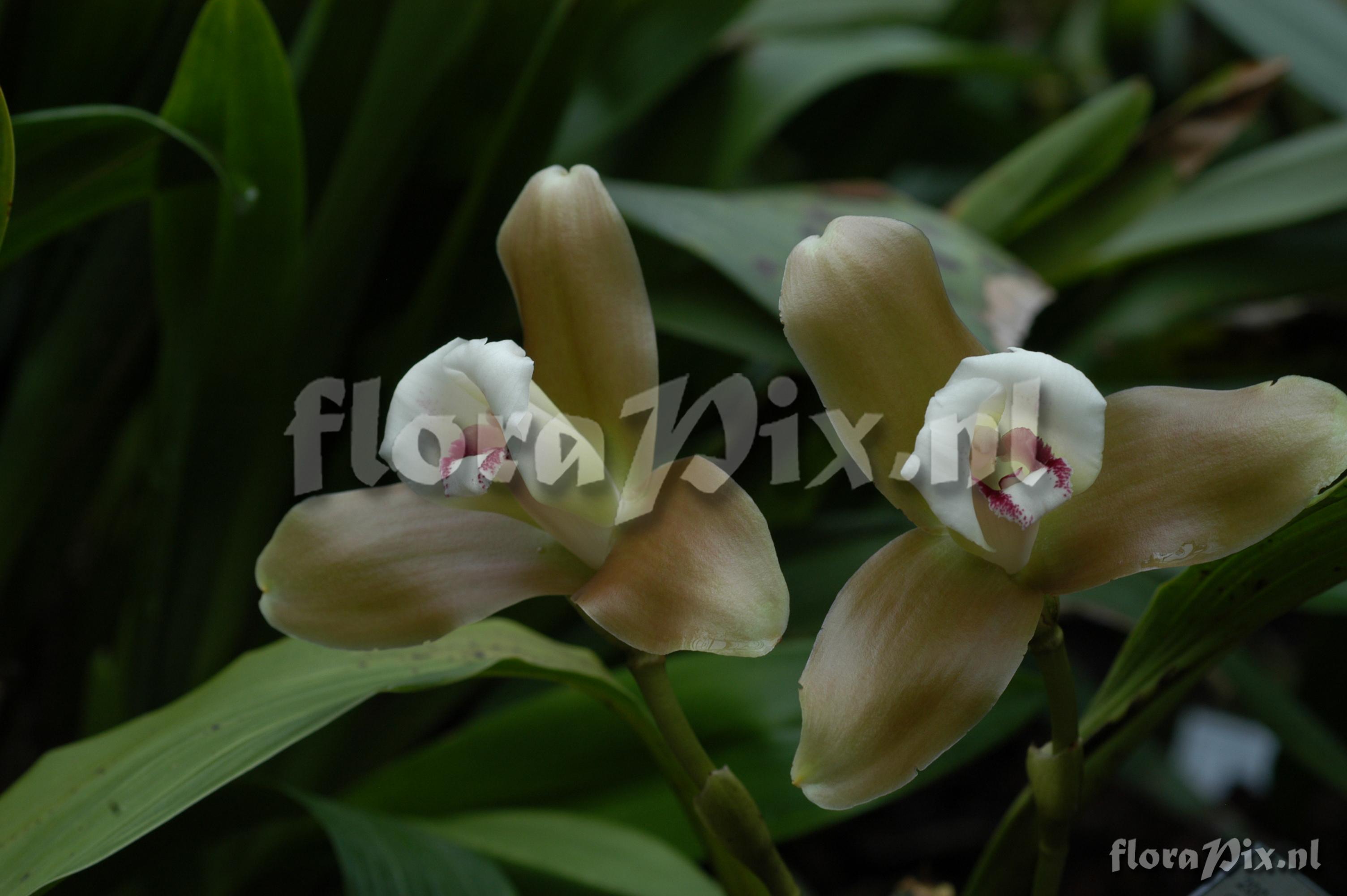 Lycaste macrophylla