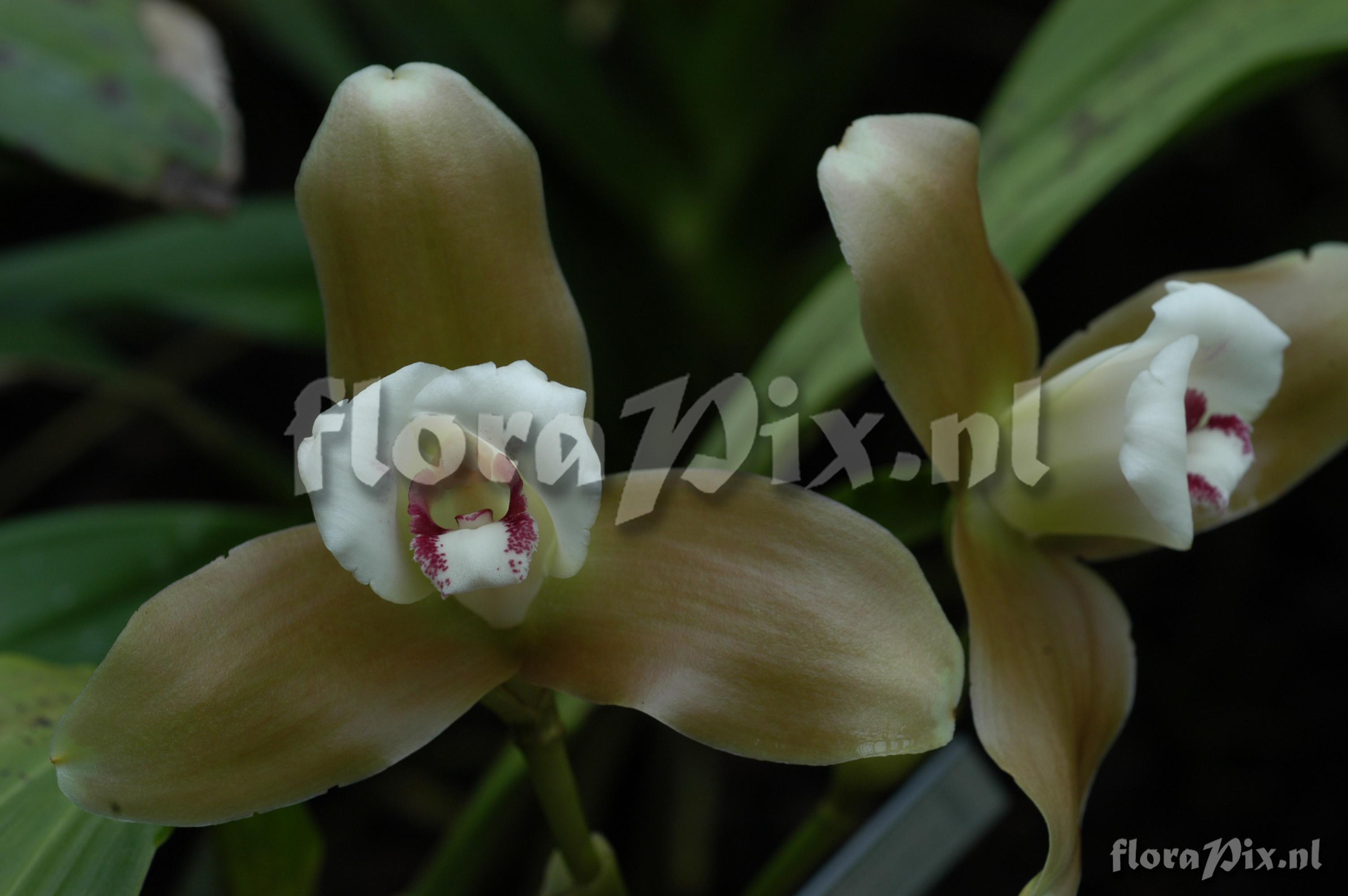 Lycaste macrophylla