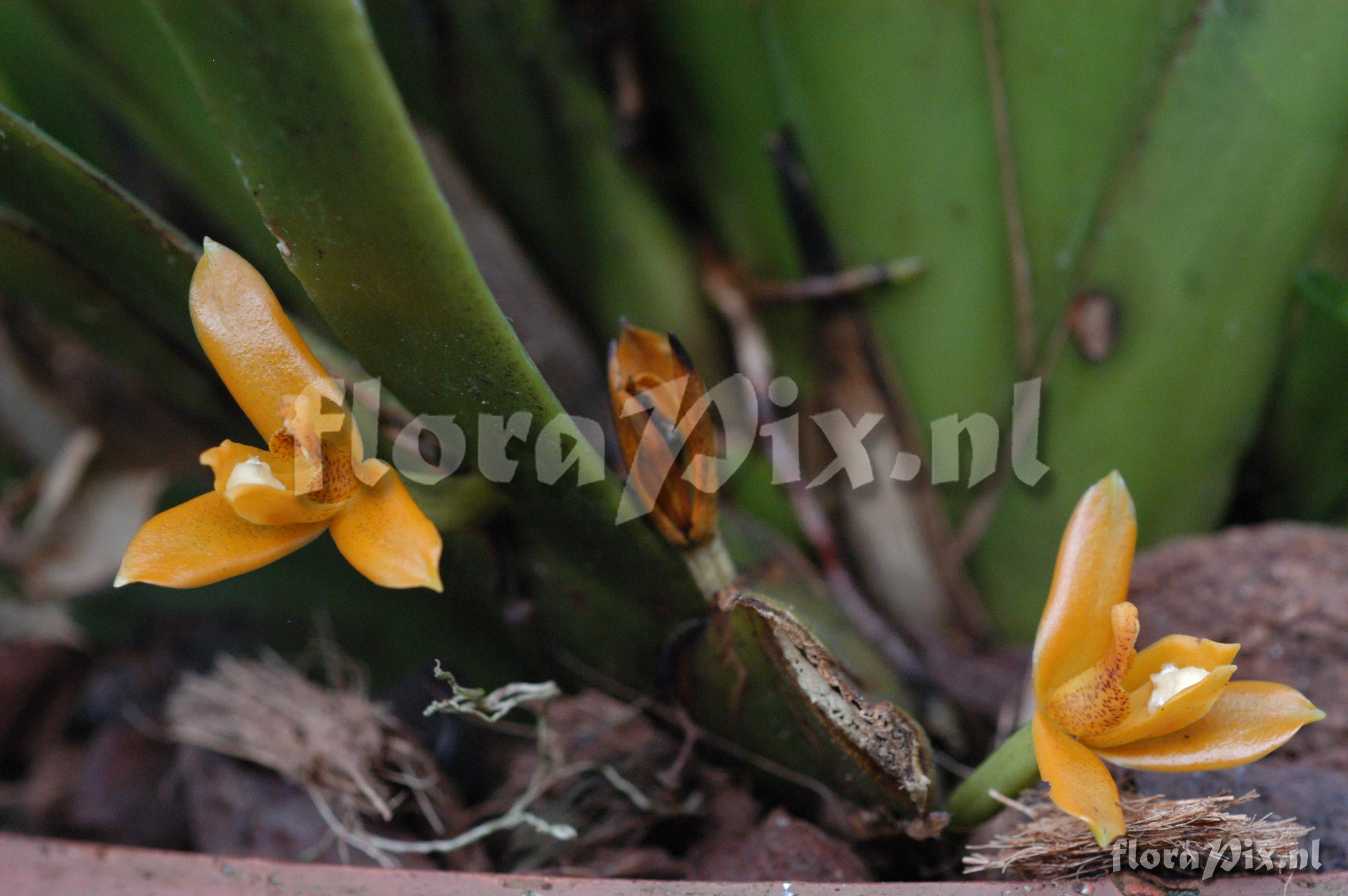 Maxillaria discolor