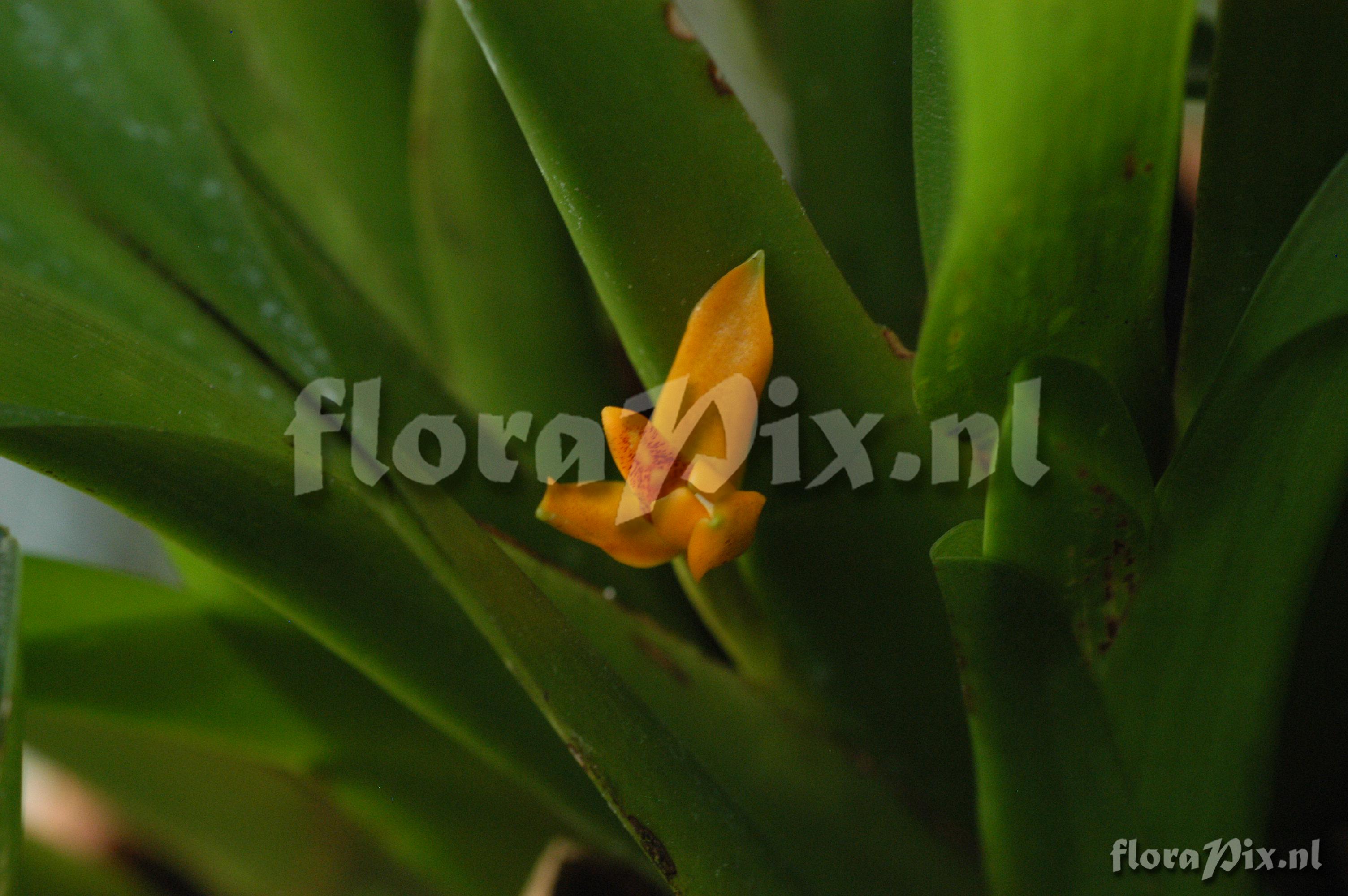 Maxillaria discolor