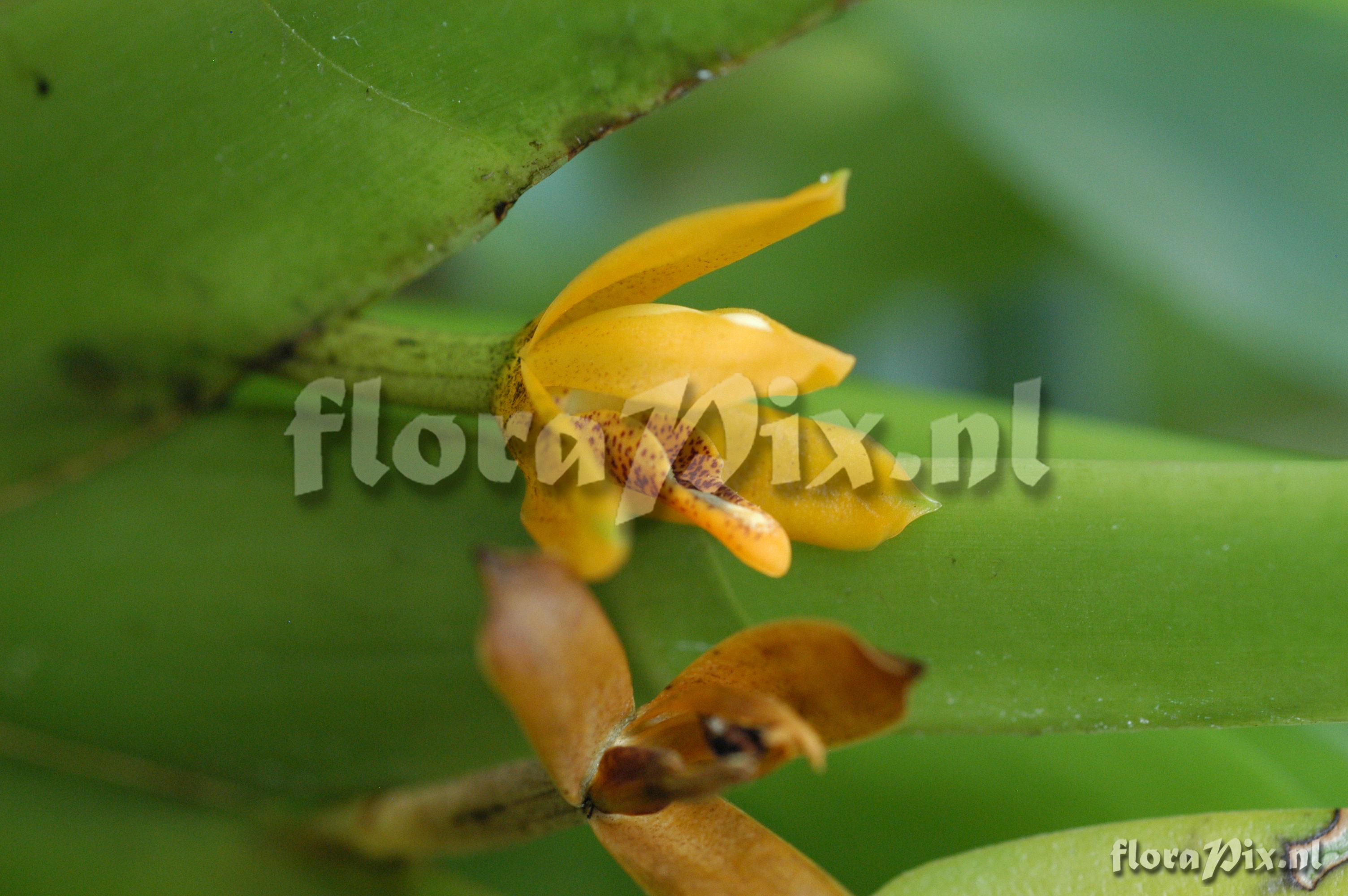 Maxillaria discolor