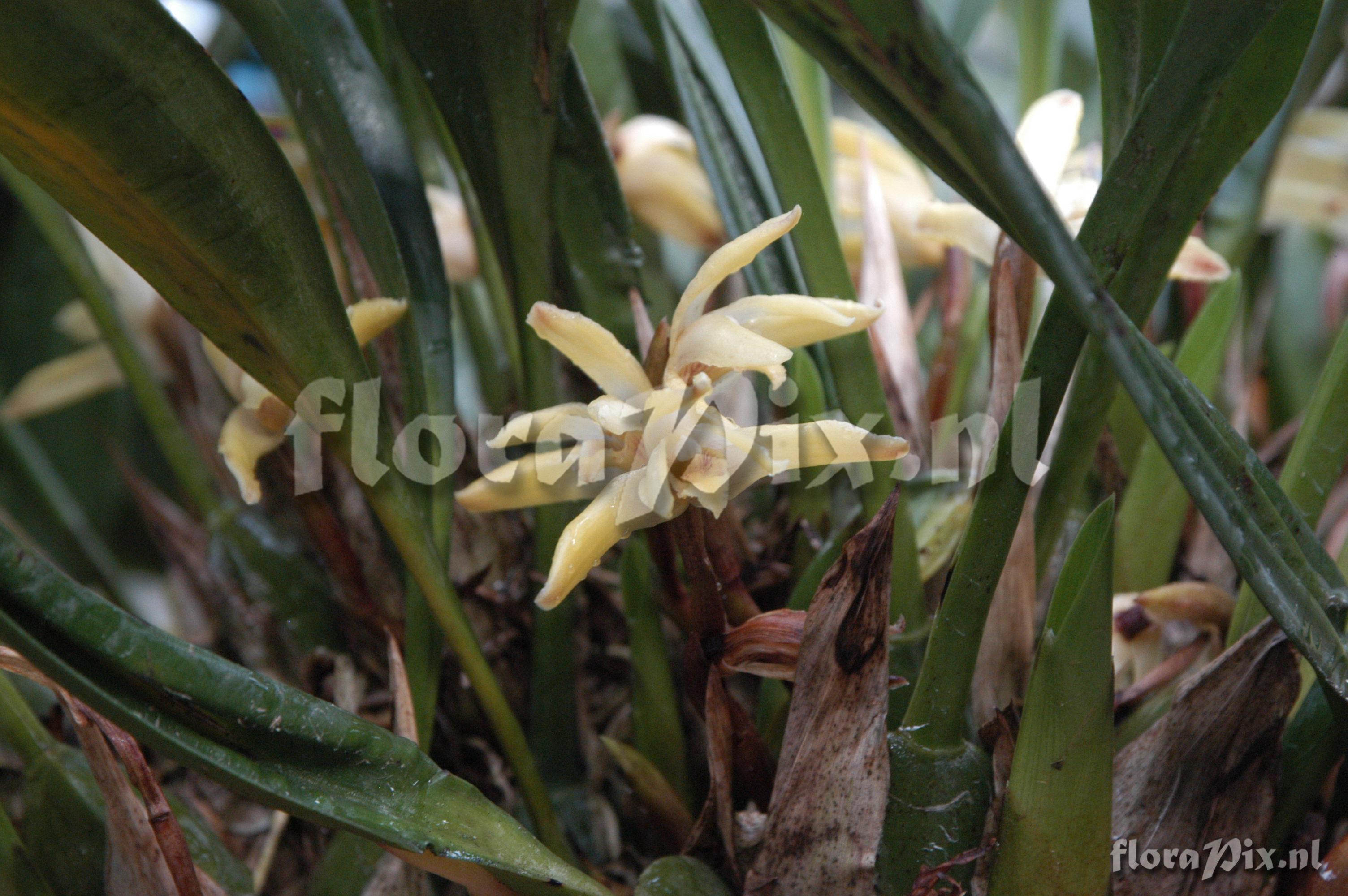 Maxillaria kegelii