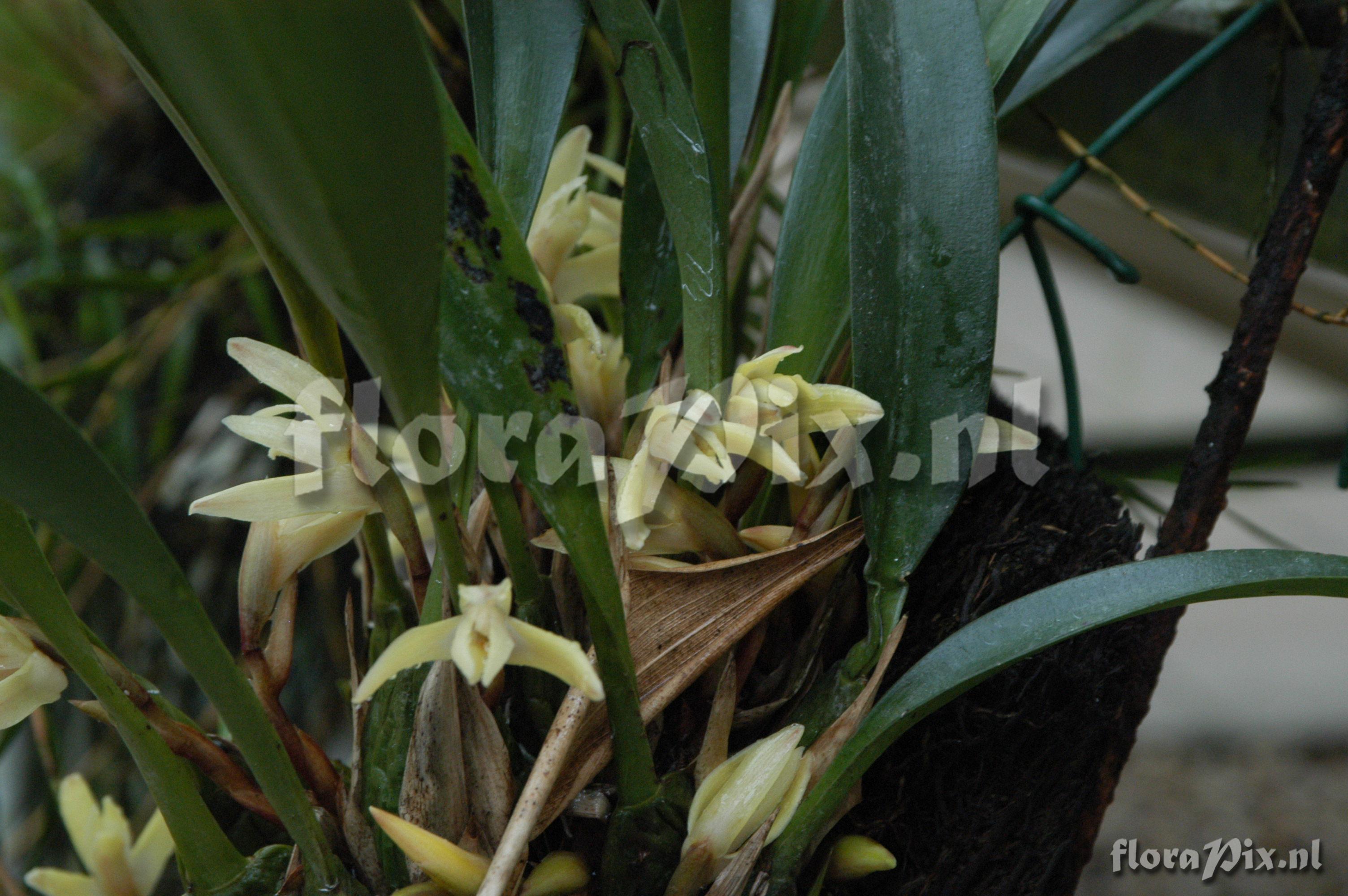 Maxillaria kegelii