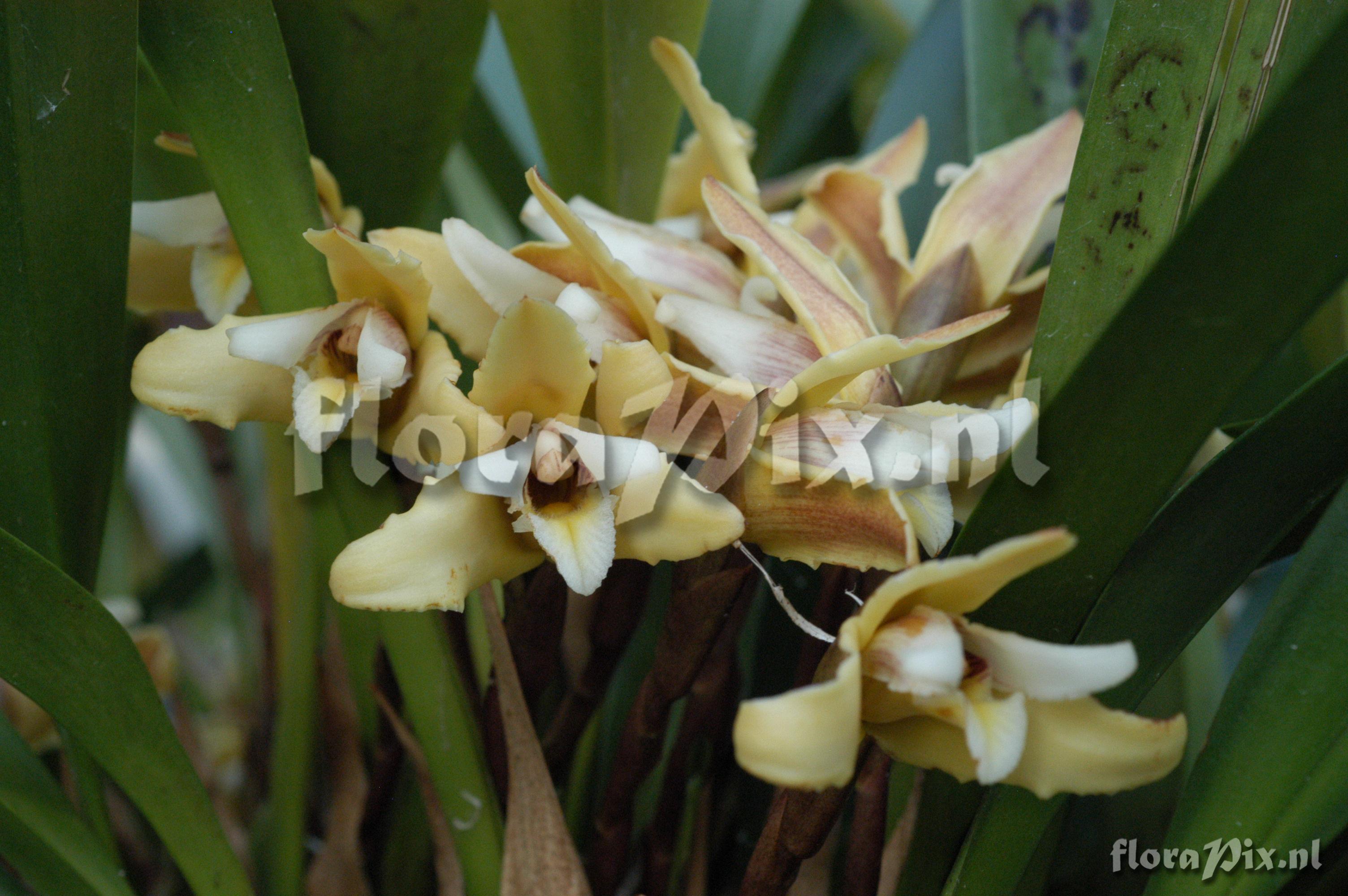 Maxillaria parkeri