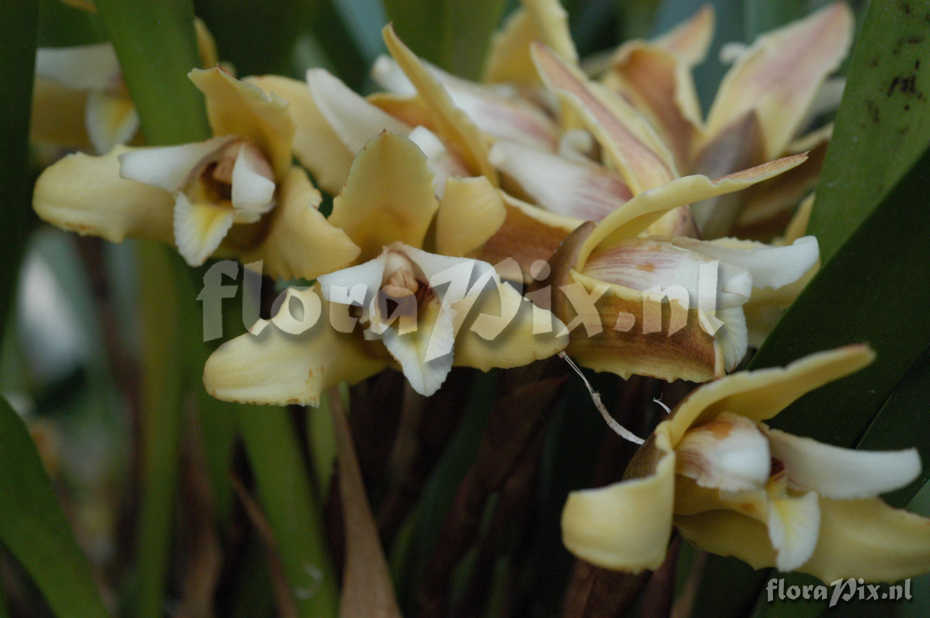 Maxillaria parkeri