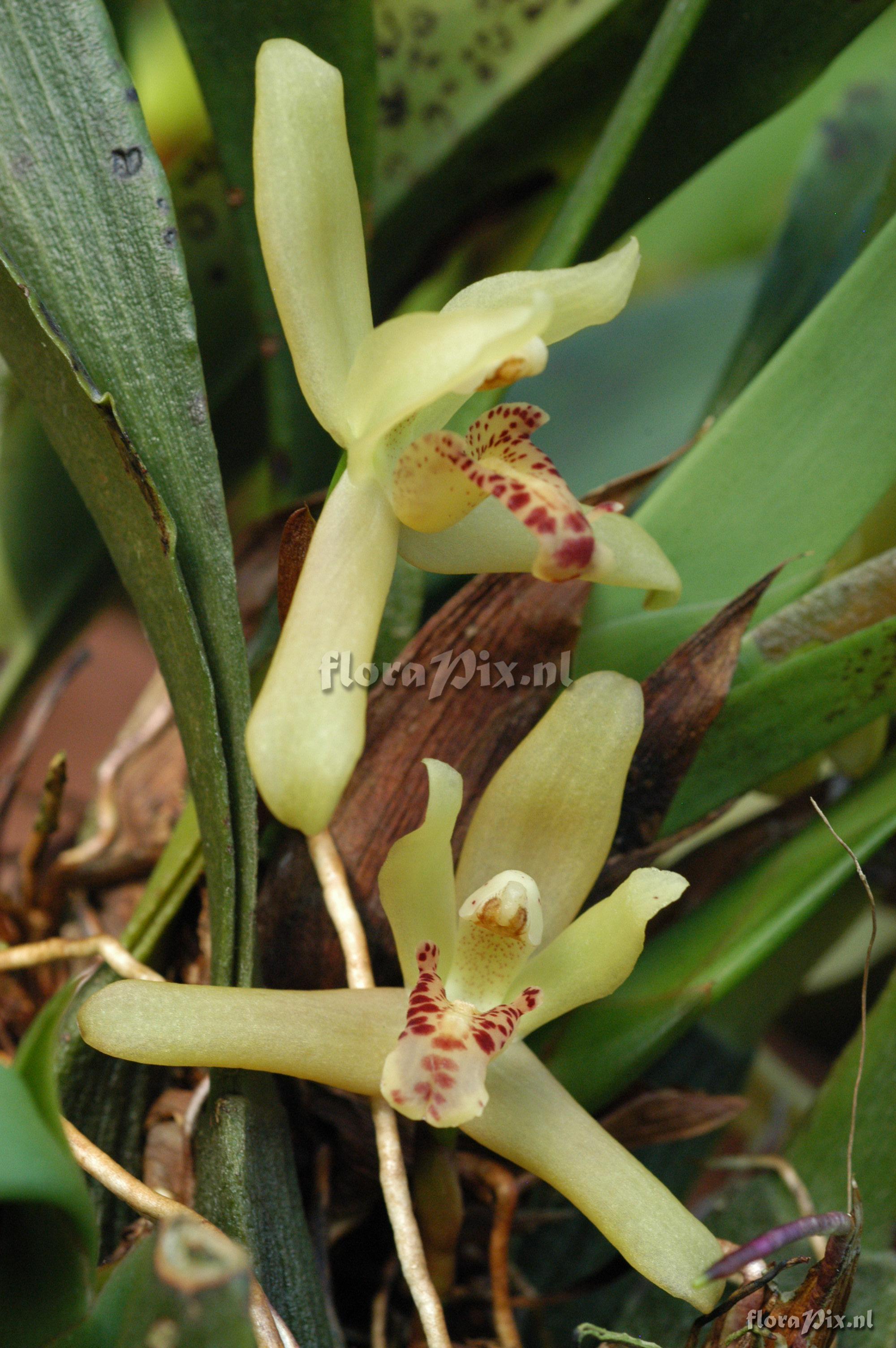 Maxillaria rufescens