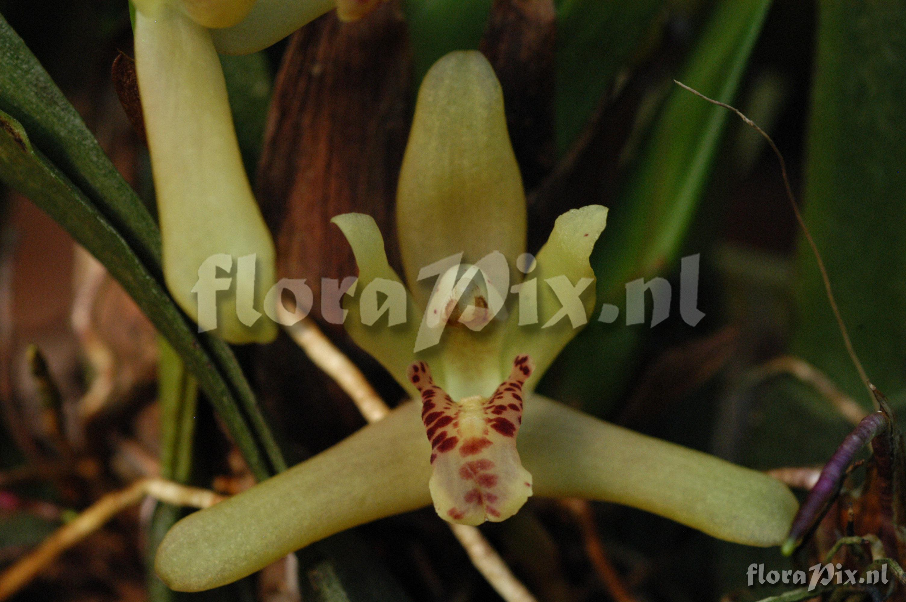 Maxillaria rufescens