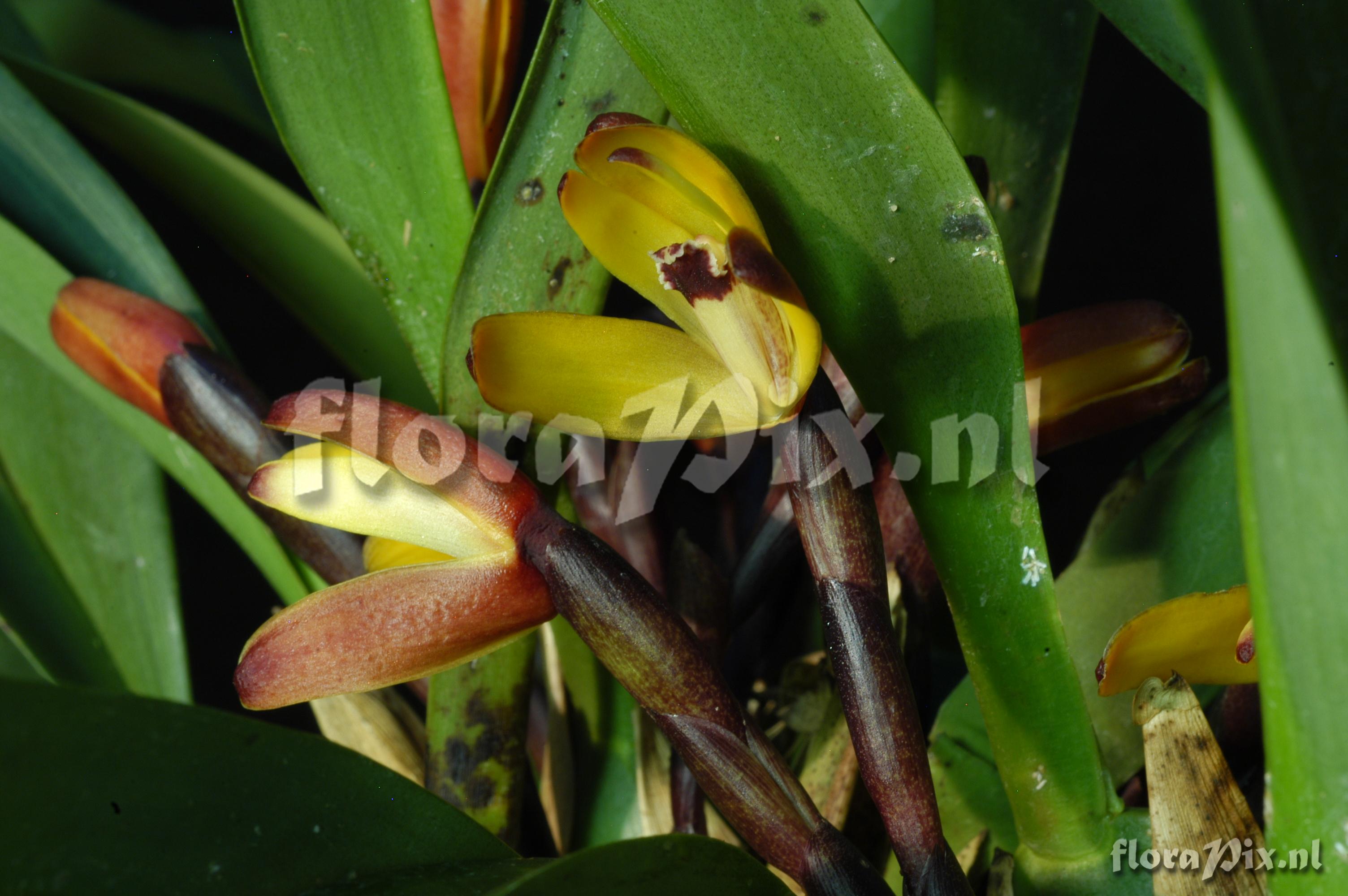 Maxillaria porrecta