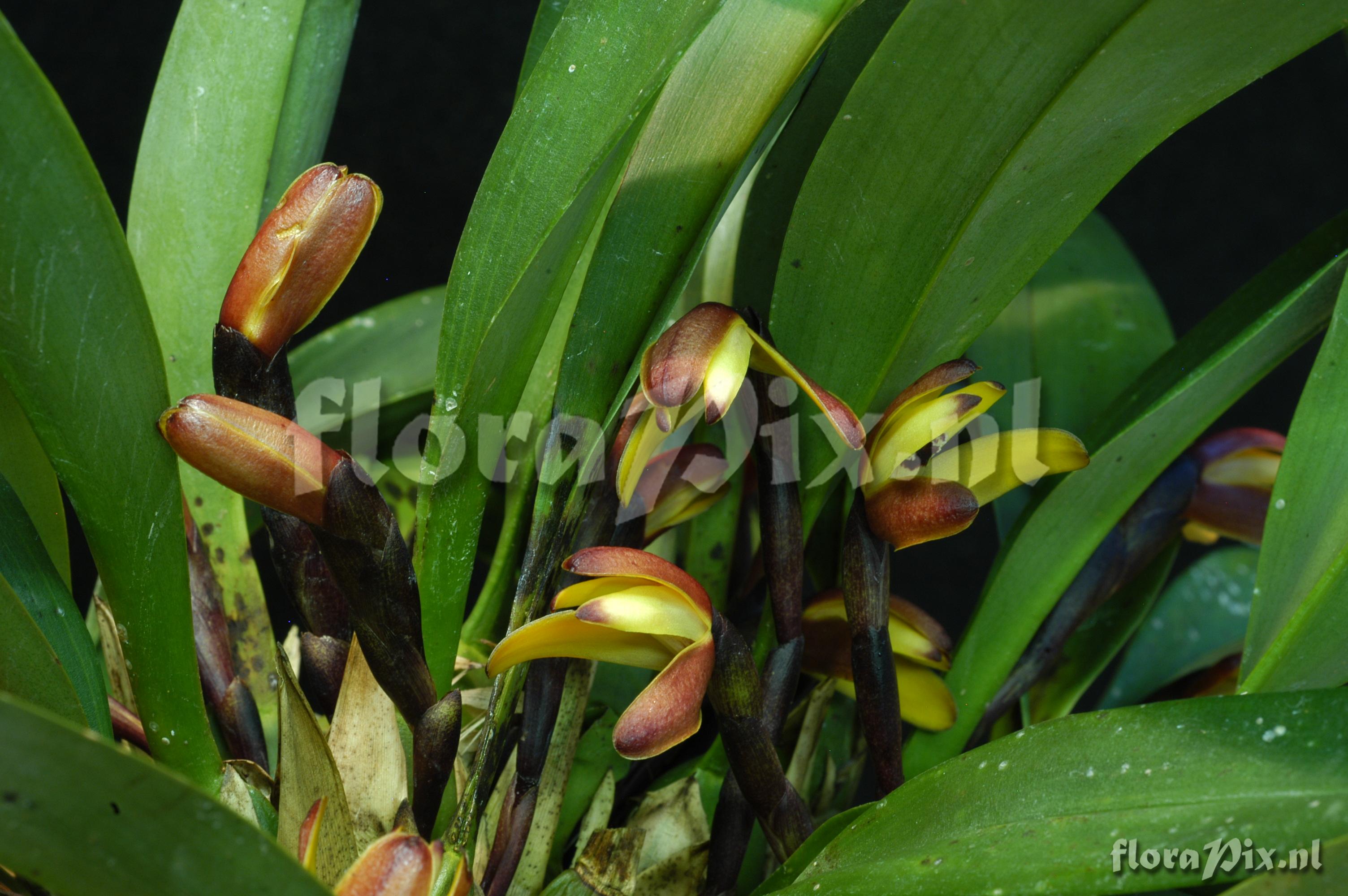 Maxillaria porrecta