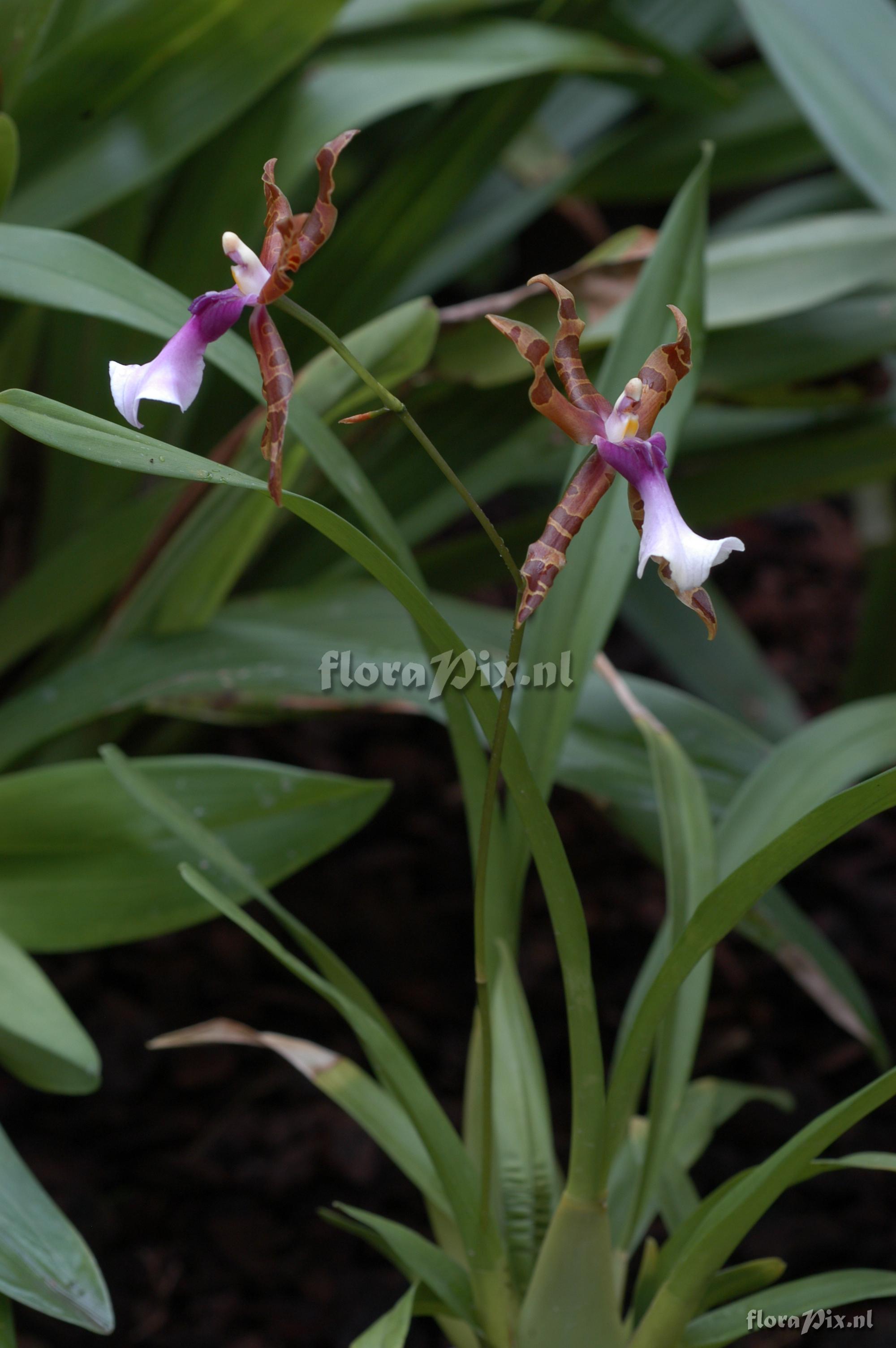 Miltonia clowesii