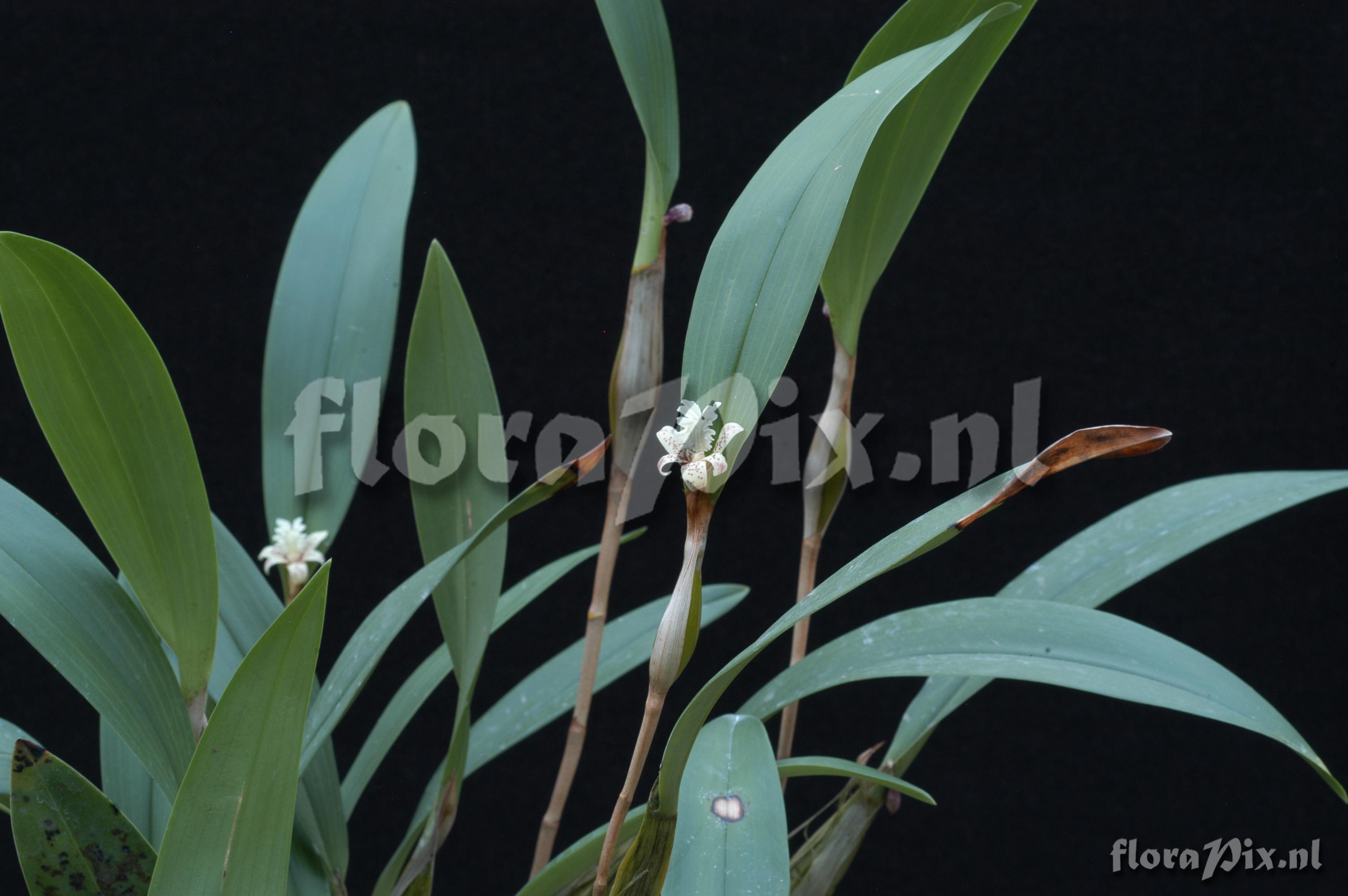 Flickingeria fimbriata