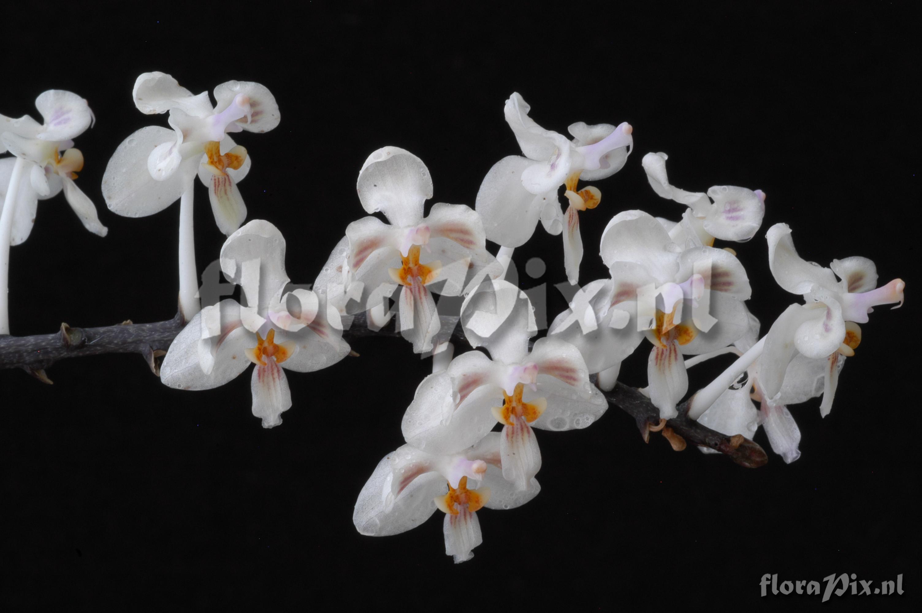 Phalaenopsis celebensis