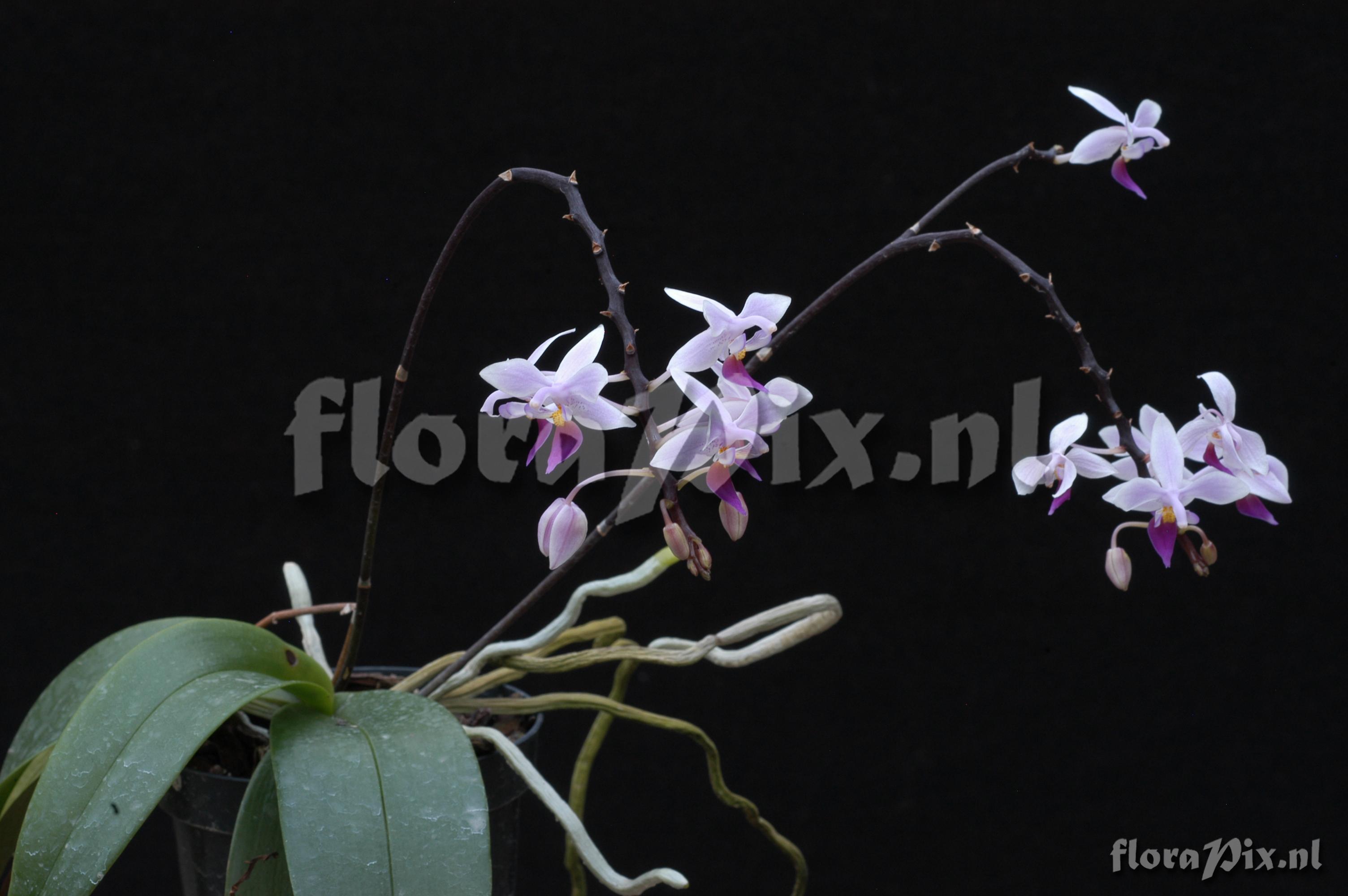 Phalaenopsis equestris var. rosea