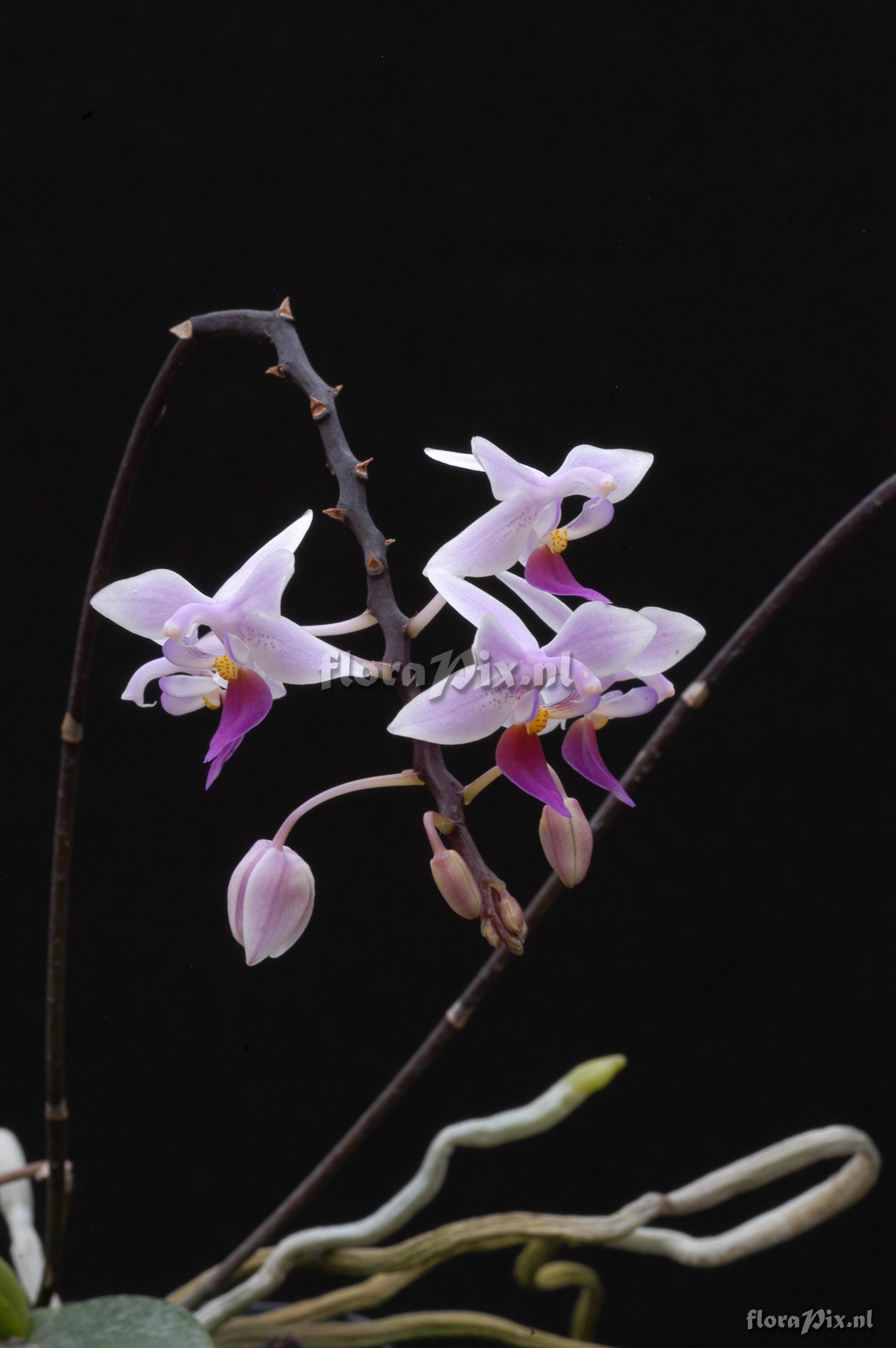 Phalaenopsis equestris var. rosea