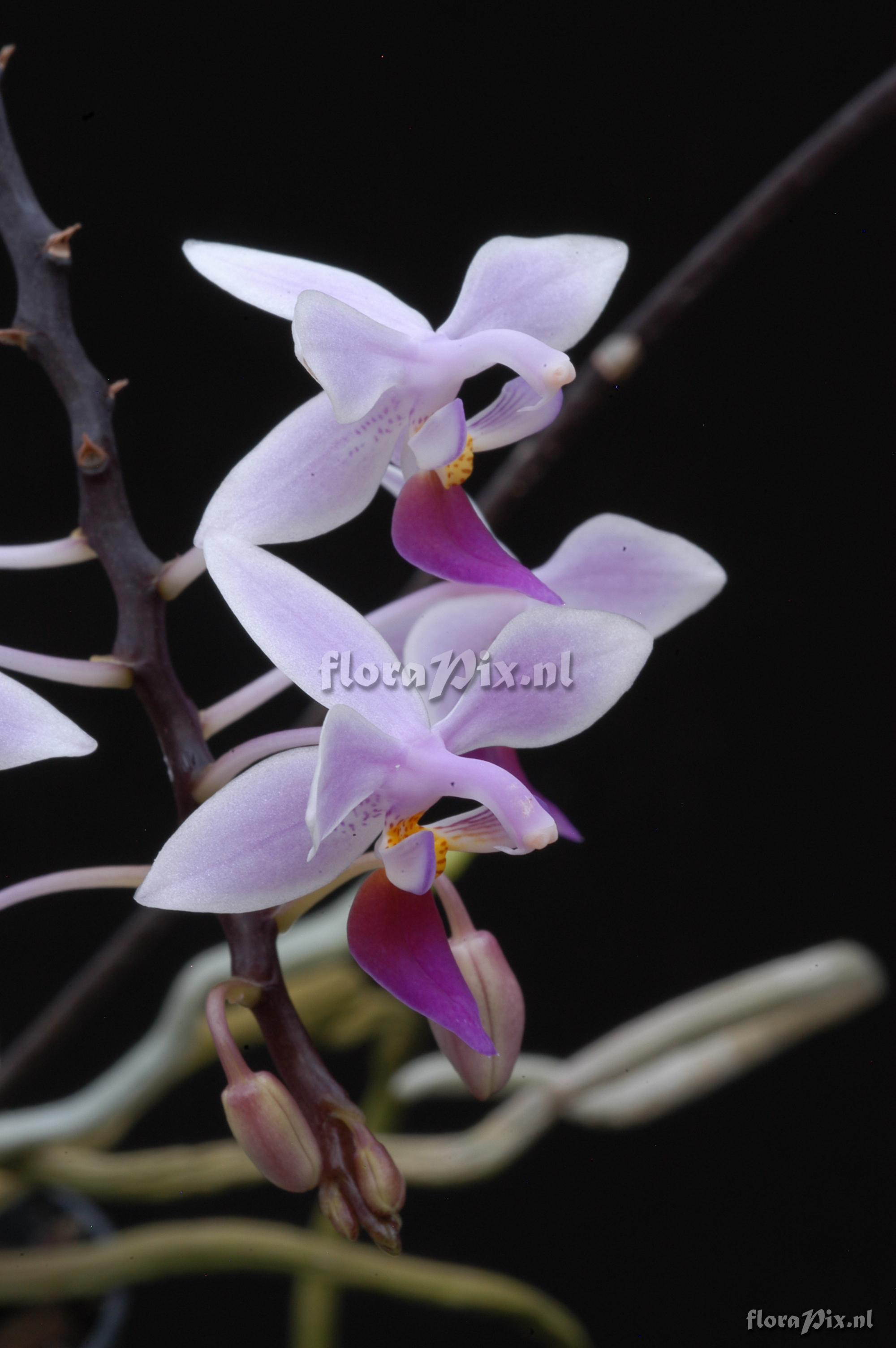 Phalaenopsis equestris var. rosea