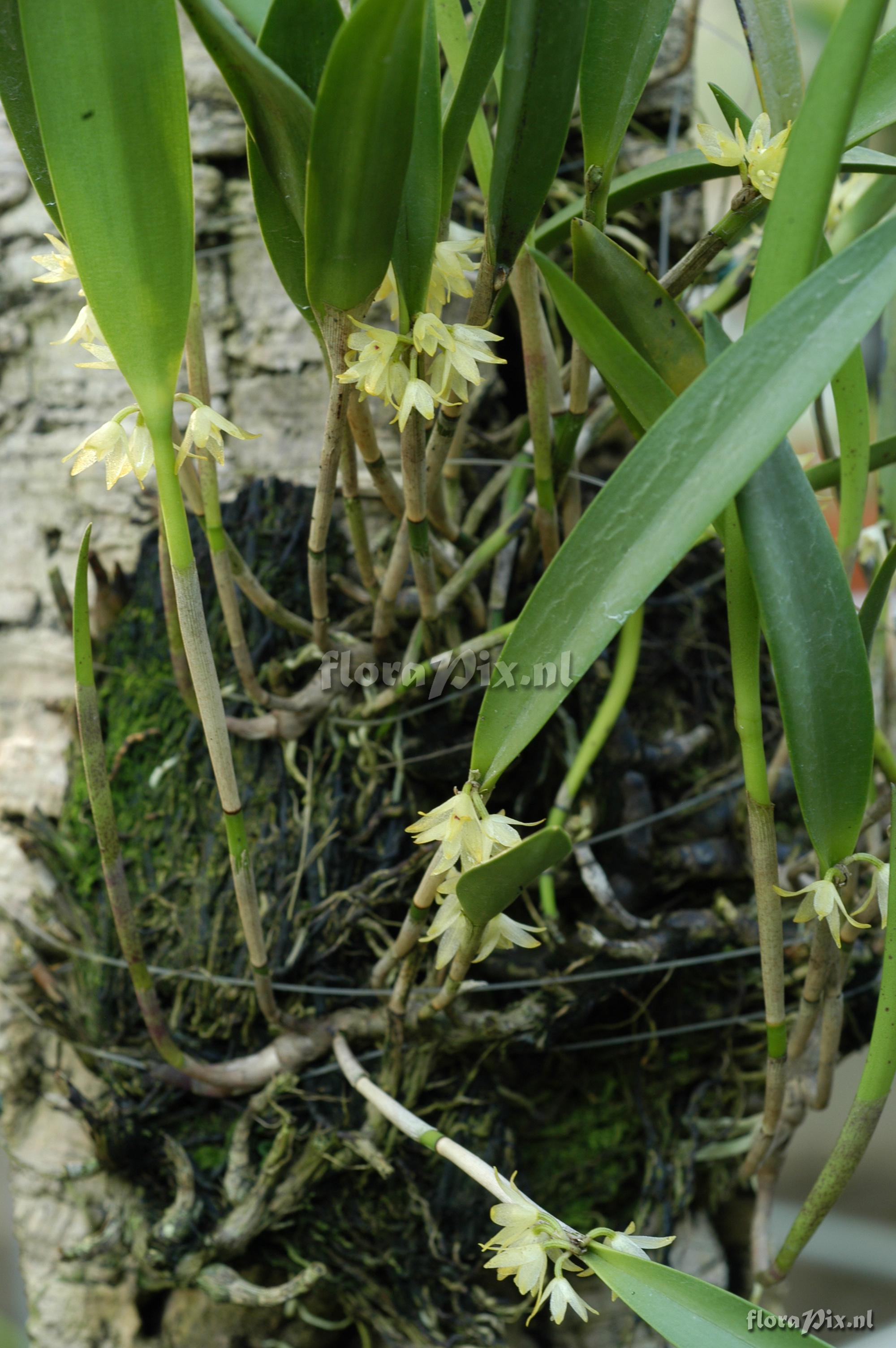 Octomeria crassifolia