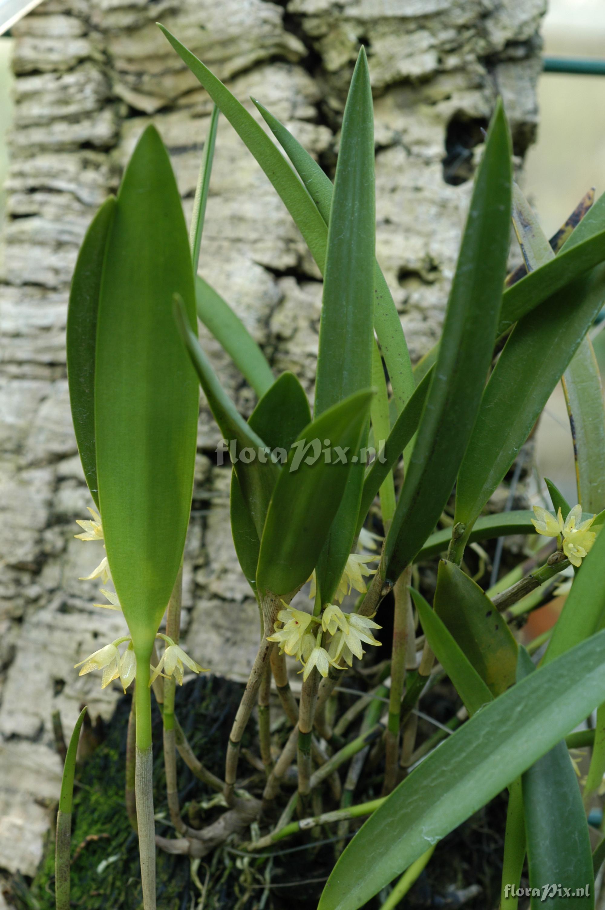 Octomeria crassifolia