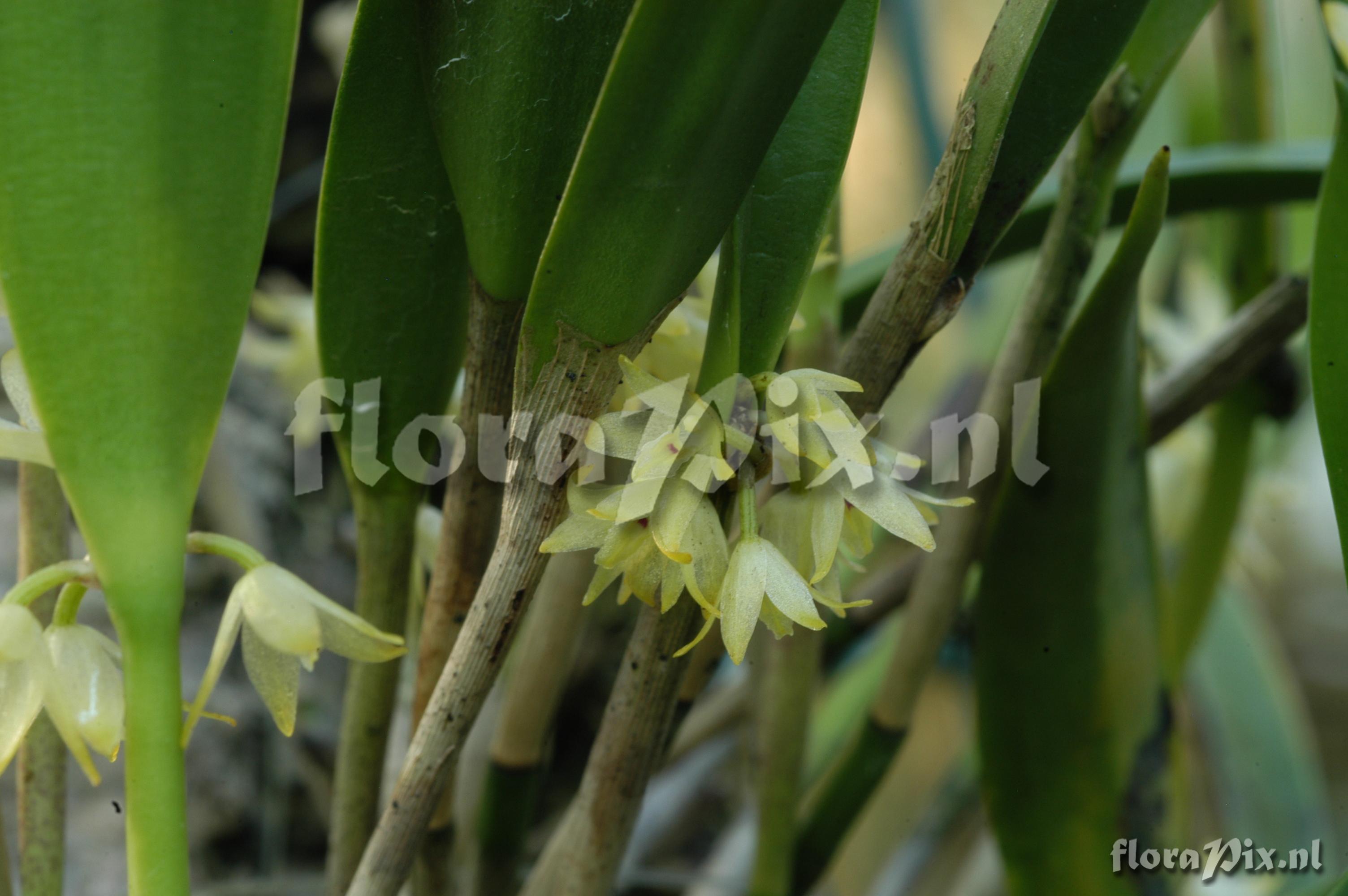 Octomeria crassifolia