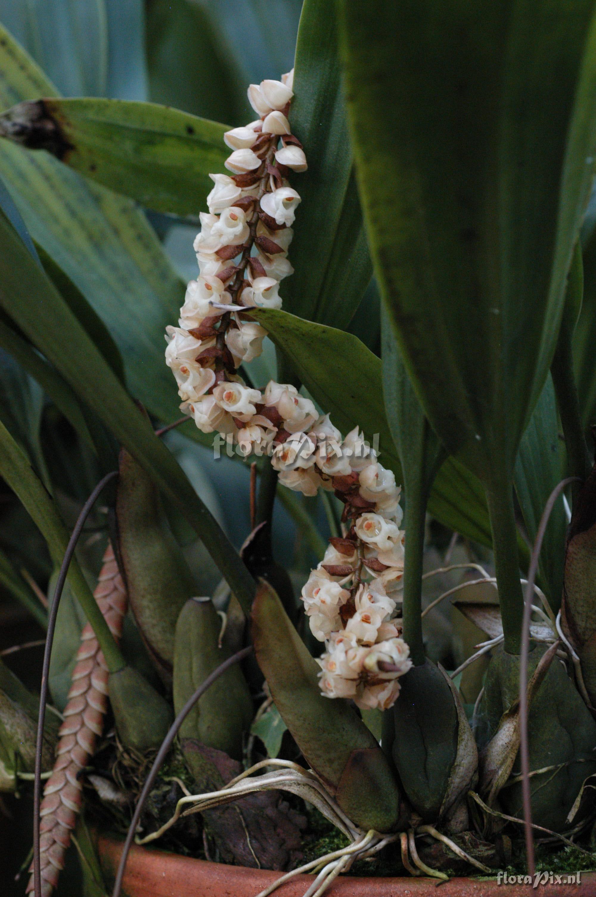 Pholidota imbricata