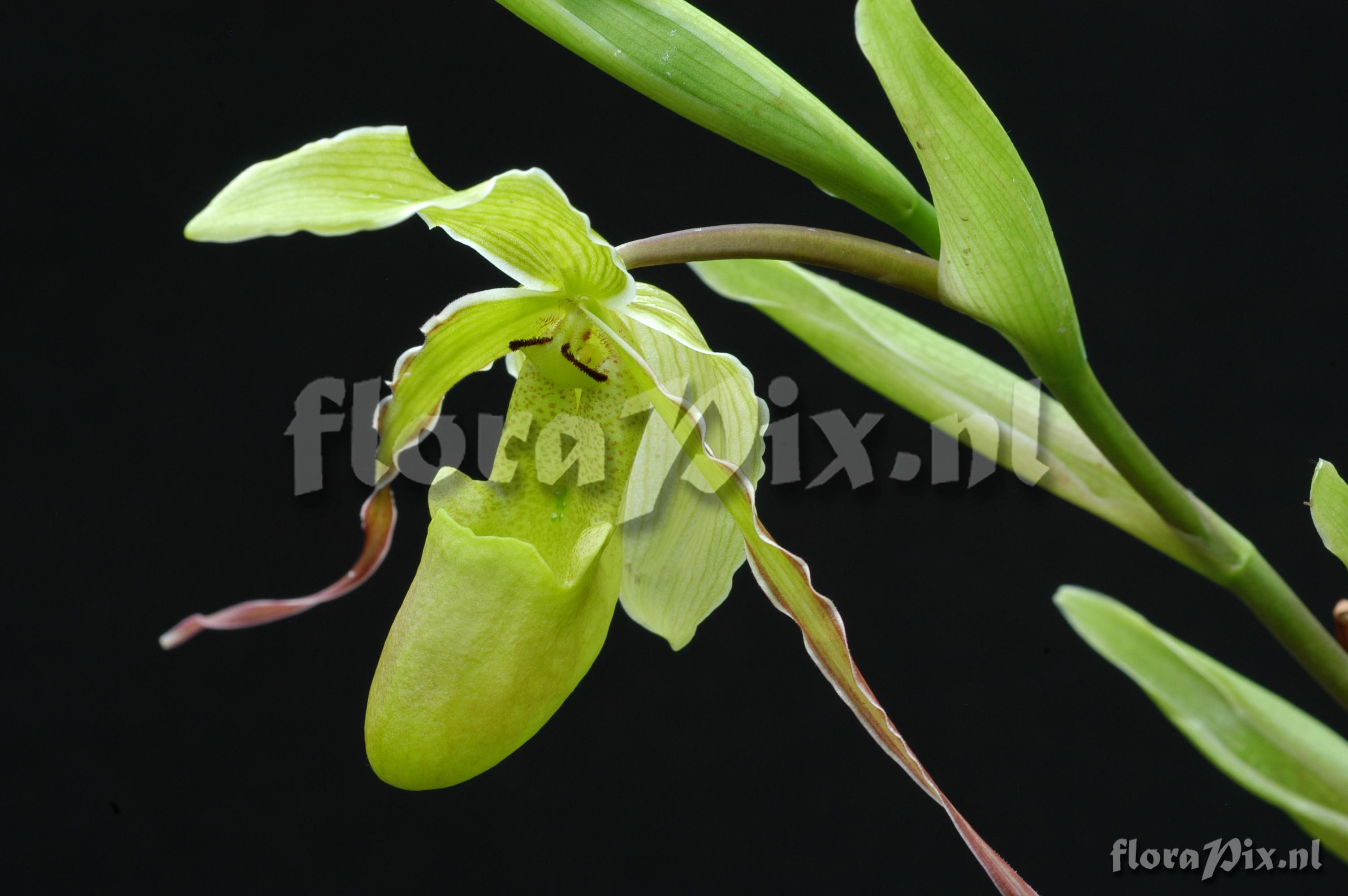 Phragmipedium longifolium